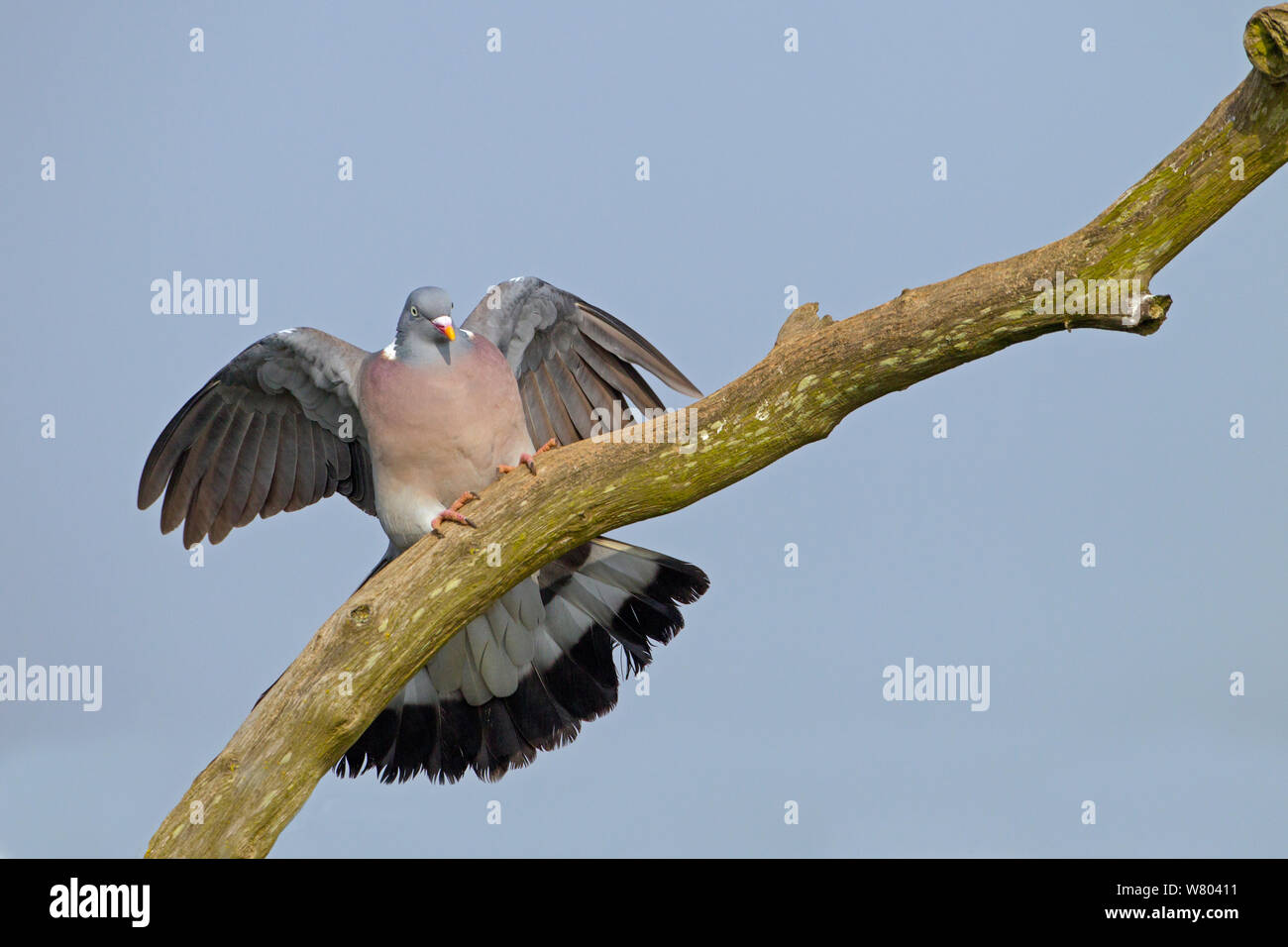 Wood pigeon (Columba palumbus) landing on branch, Norfolk, England, UK, April. Stock Photo