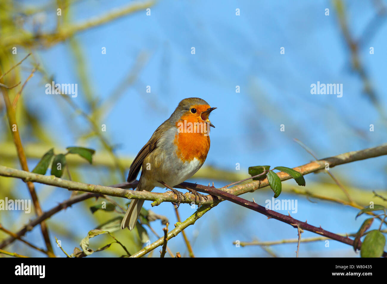 Robin (Erithacus rubecula) singing, Norfolk, England, UK, February. Stock Photo