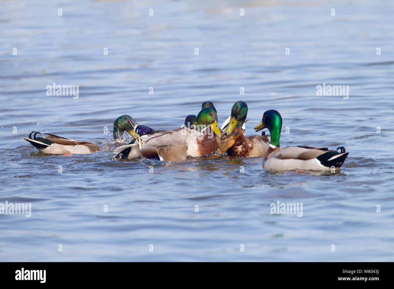 Mallards (Anas platyrhynchos) group of males attempting to mate with female, Norfolk, England, UK, March. Stock Photo