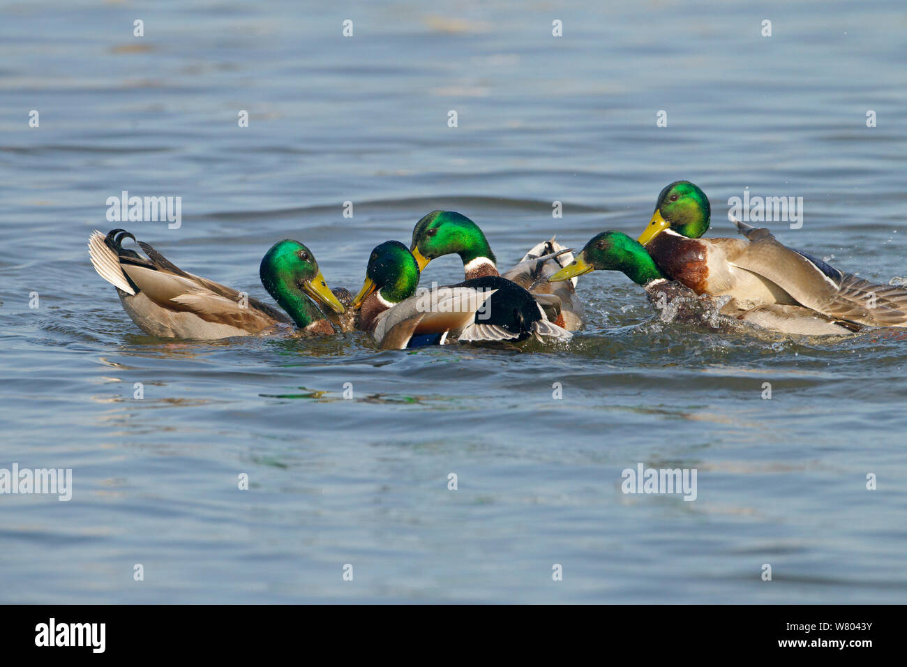 Mallards (Anas platyrhynchos) group of males attempting to mate with female, Norfolk, England, UK, March. Stock Photo