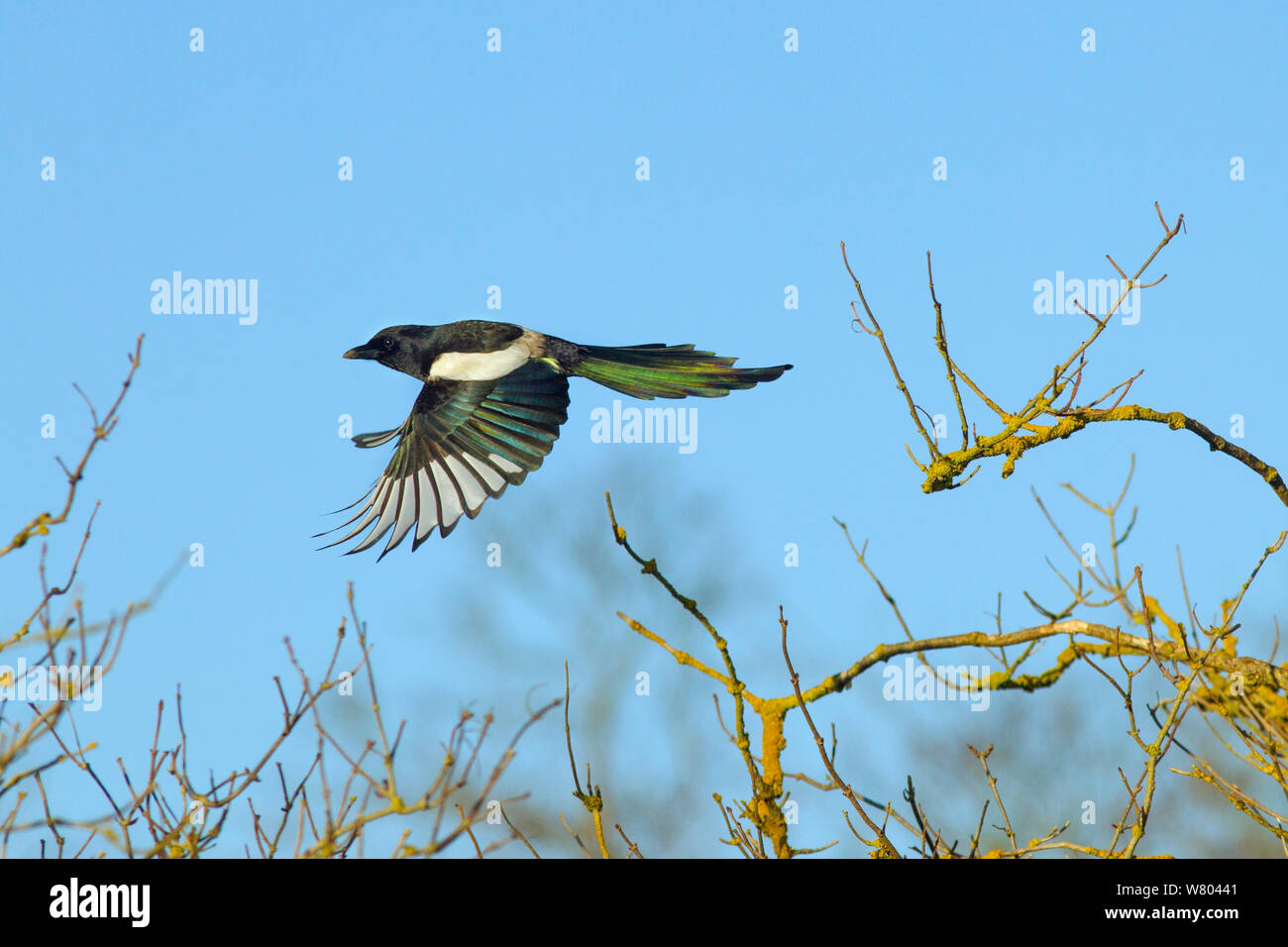 Magpie (Pica pica) taking off from tree, Titchwell, Norfolk, England, UK, February. Stock Photo