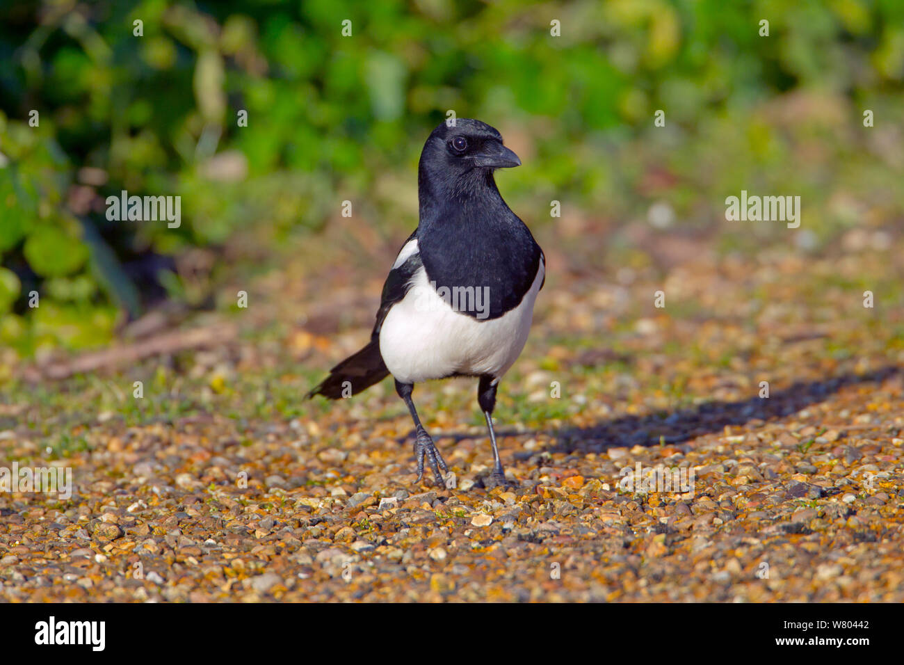 Magpie (Pica pica) on ground, Titchwell, Norfolk, England, UK , February. Stock Photo