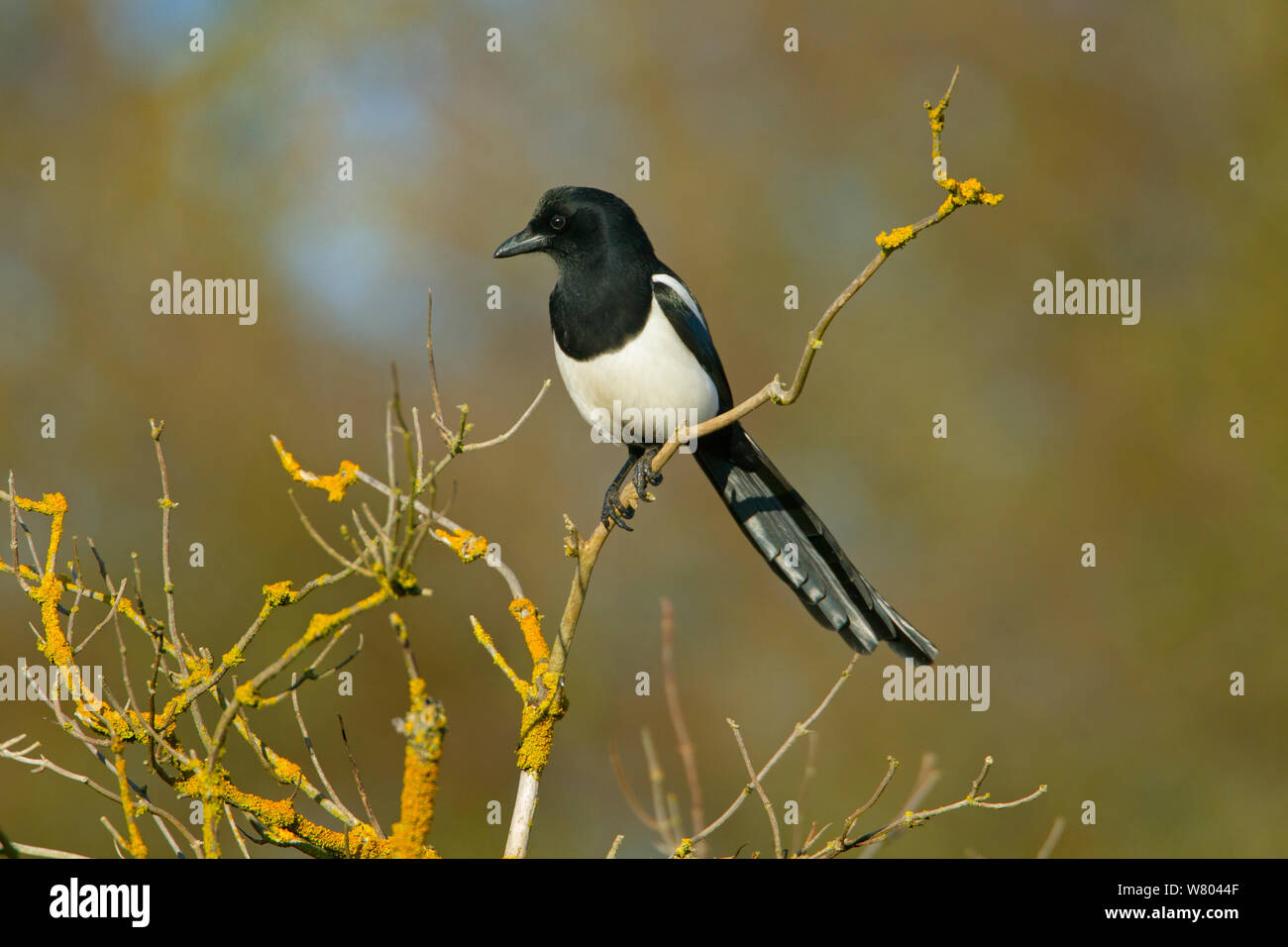 Magpie (Pica pica) perched, Titchwell, Norfolk, England, UK, Stock Photo