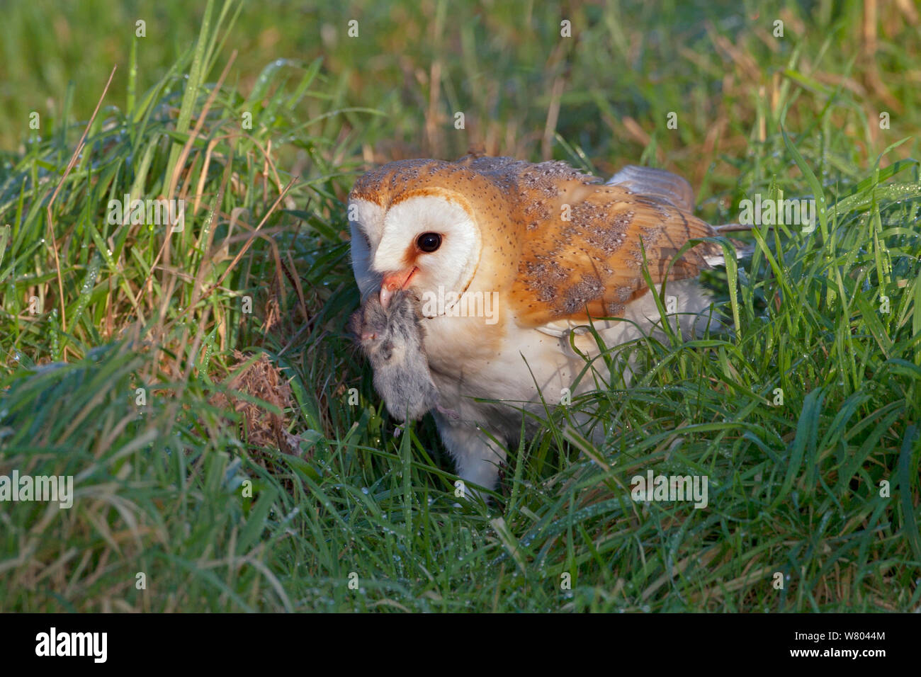 Barn owl (Tyto alba) with vole prey on the ground, Norfolk, England, UK, December. Stock Photo