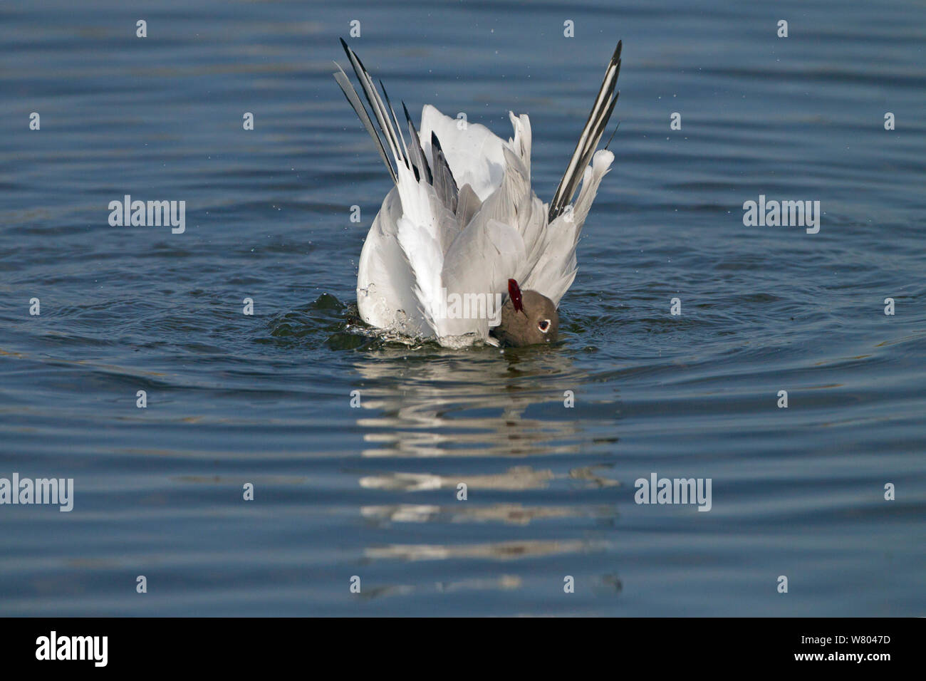 Black headed gull (Larus ridibundus) bathing, Salthouse, Norfolk, England, UK, March. Stock Photo