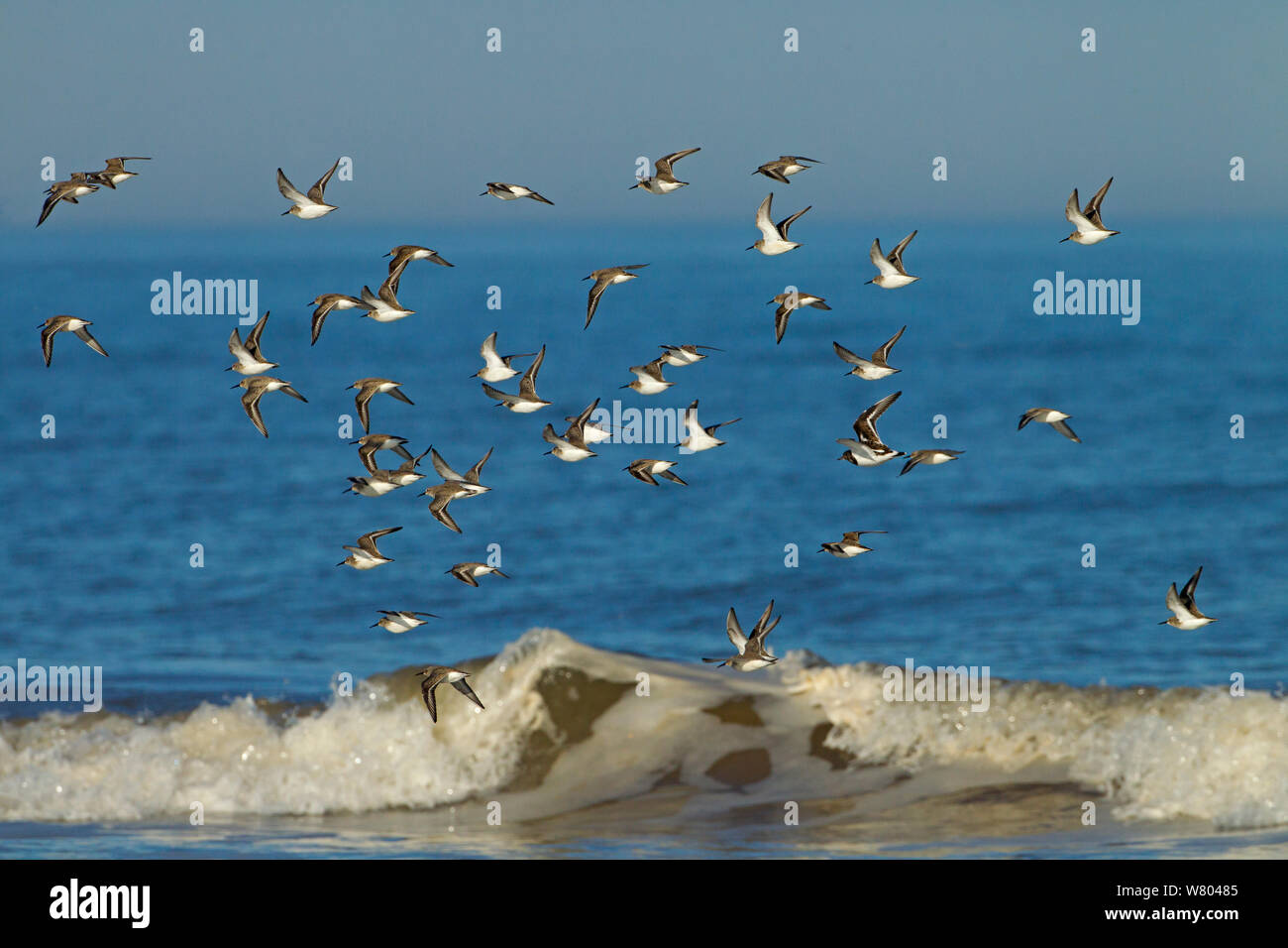 Dunlin (Calidris alpina) flock in flight, Titchwell, Norfolk, England, UK, February. Stock Photo
