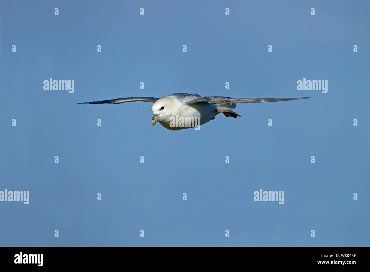 Fulmar (Fulmaris glacialis) in flight, Hunstanton, Norfolk, England, UK, February. Stock Photo