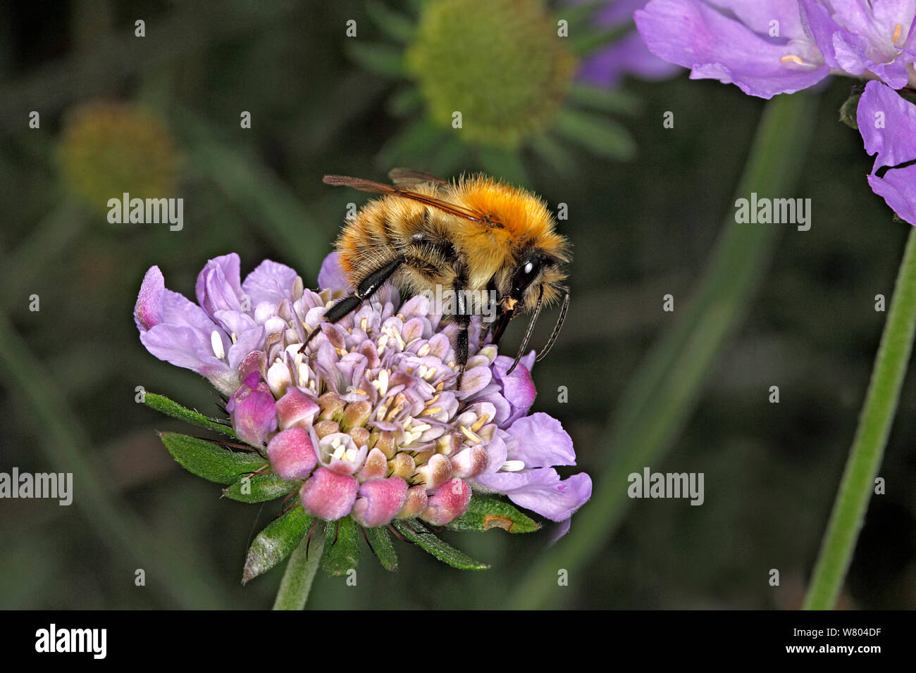 Common carder bumblebee (Bombus pascuorum) queen feeding on Scabious (Scabiosa) flower in garden Cheshire, England, UK. September. Stock Photo
