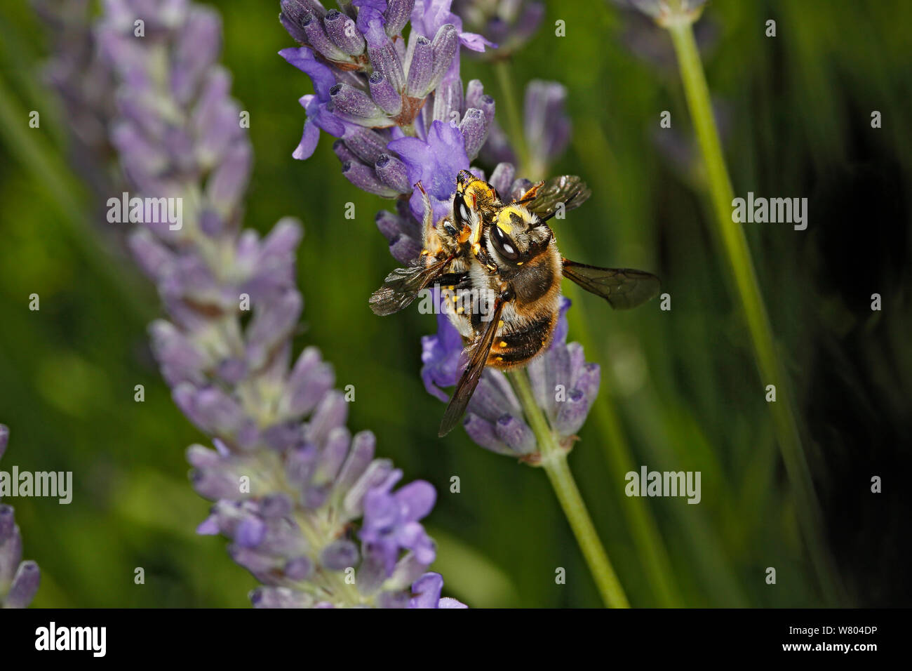 Wool-carder bee (Anthidium manicatum) pair mating on Lavender (Lavendula) in garden Cheshire, England, UK. July. Stock Photo