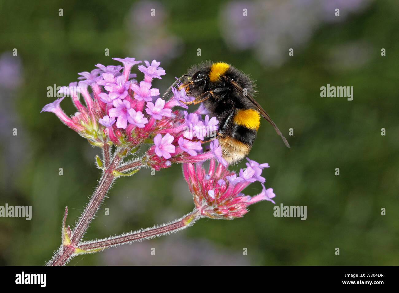 Buff-tailed Bumblebee (Bombus terrestris) queen feeding on Verbena bonariensis in garden Cheshire, England, UK. August. Stock Photo