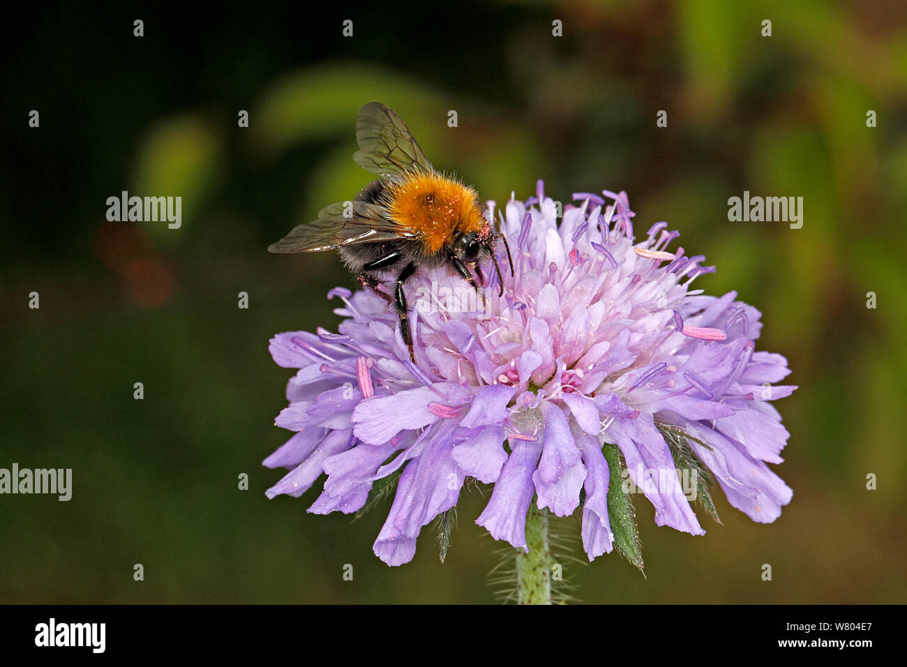 Tree bumblebee (Bombus hypnorum) feeding on Field scabious (Knautia arvensis) in garden Cheshire, England, UK. June. Stock Photo