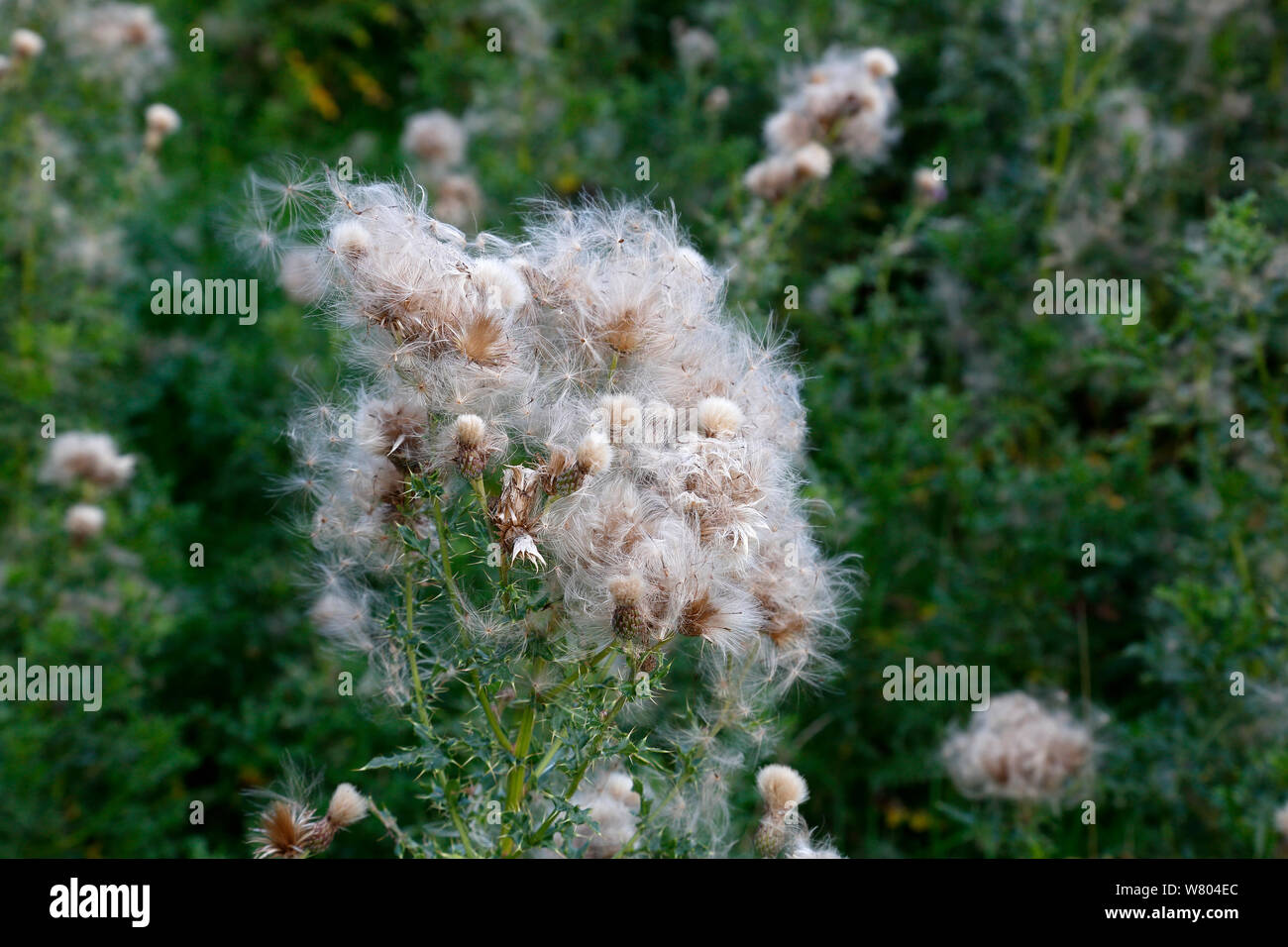 Creeping thistle (Cirsium arvense) seed heads shedding seed growing in field, Cheshire, England, UK. August. Stock Photo