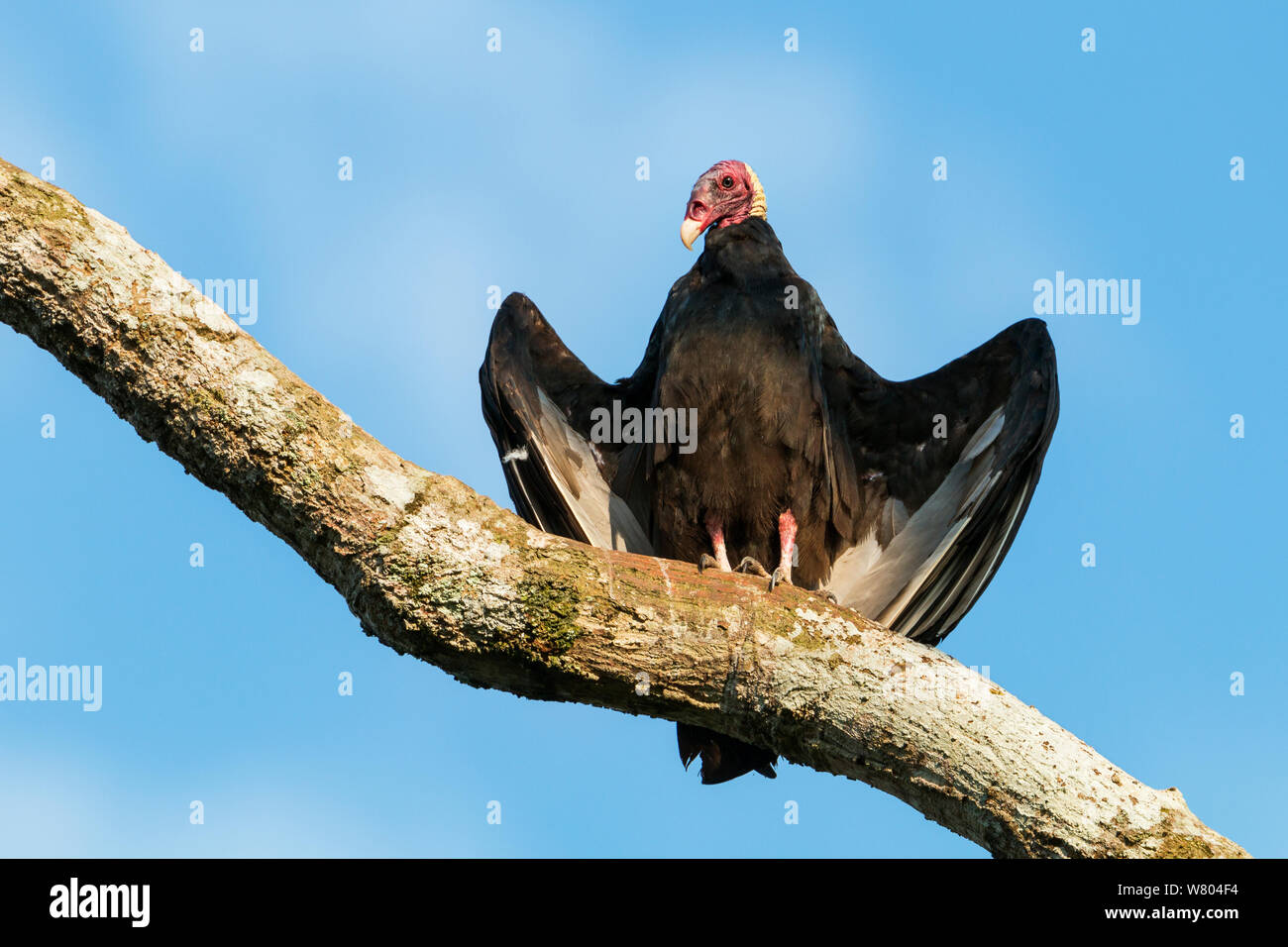 Turkey Vulture (Cathartes aura) perched, Panguana Reserve, Huanuco province, Amazon basin, Peru. Stock Photo