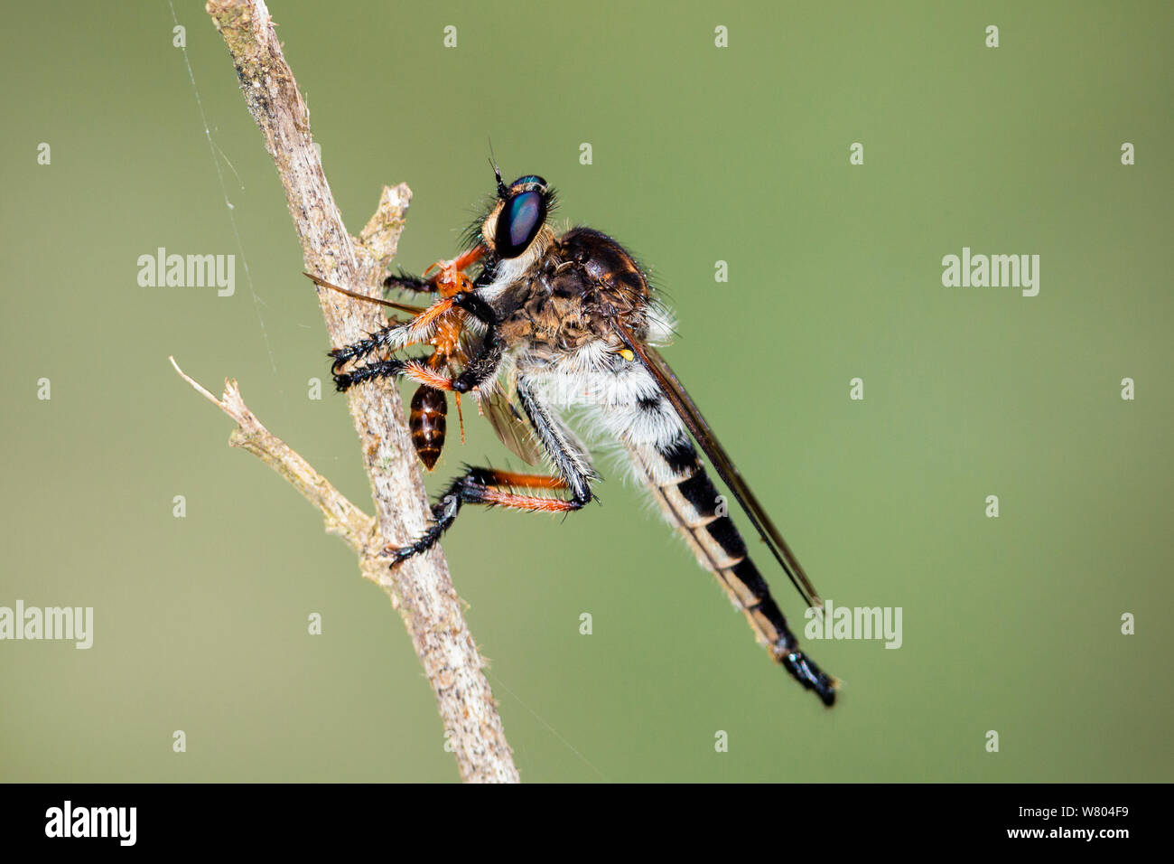 Robber fly (Asilidae) with prey (ant) in rainforest, Asilidae, Panguana Reserve, Huanuca province, Amazon basin, Peru. Stock Photo