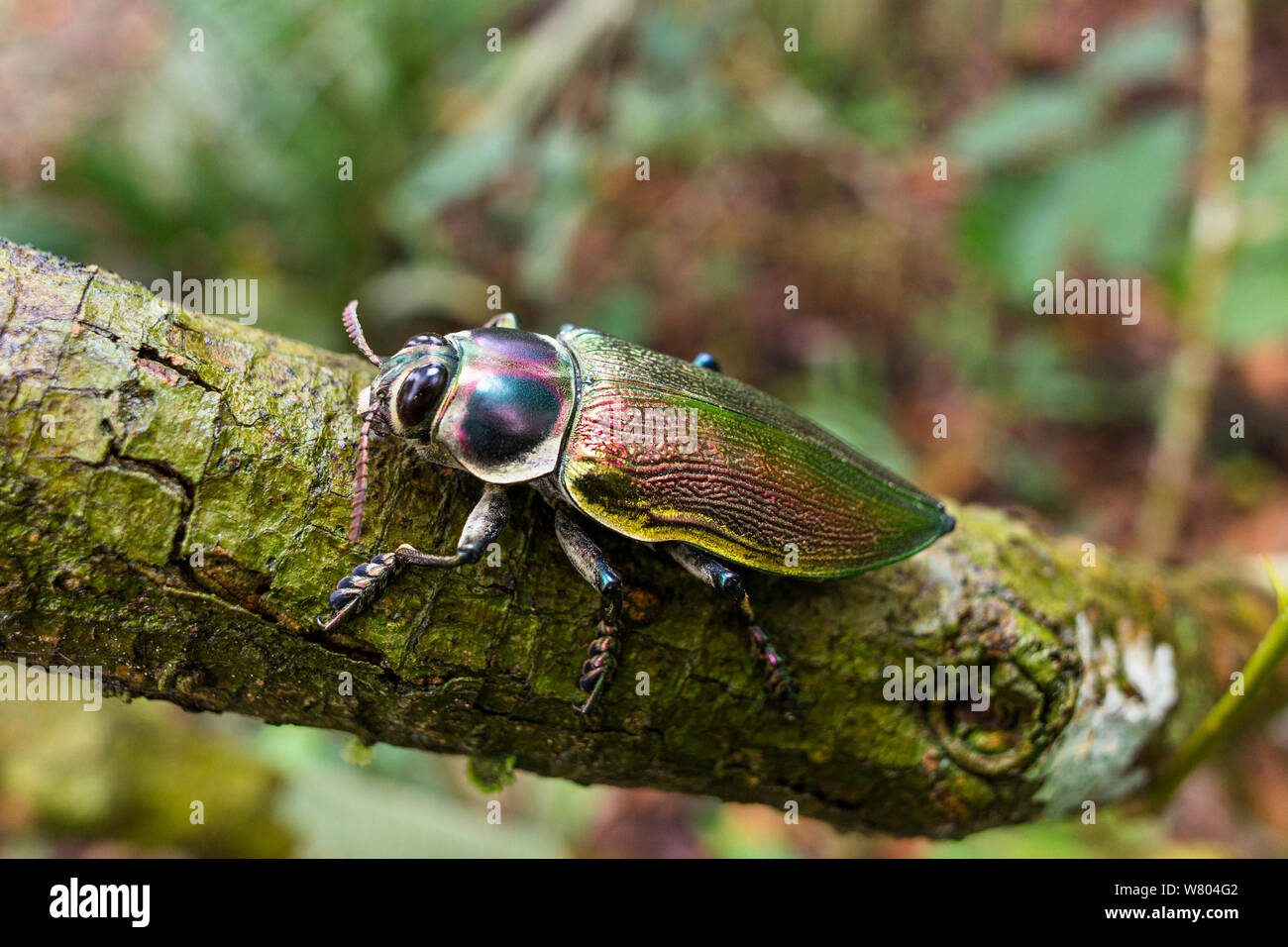 Metallic wood boring beetle (Euchroma gigantea) in rainforest, Panguana Reserve, Huanuco province, Amazon basin, Peru. Stock Photo