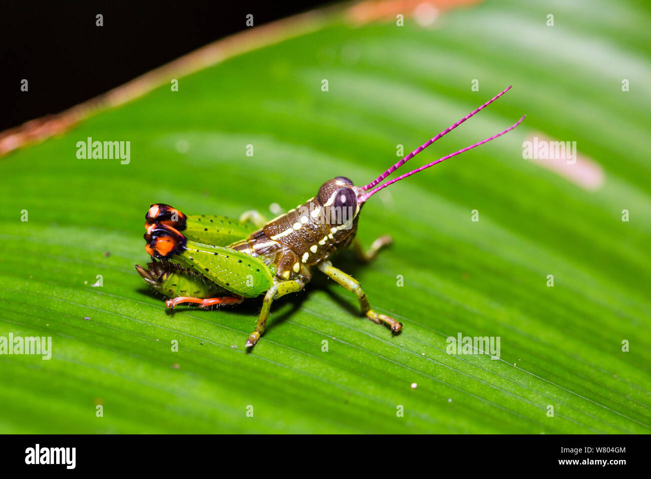 Cricket (Pseudonautia sp.) Panguana Reserve, Huanuca province, Amazon basin, Peru. Stock Photo
