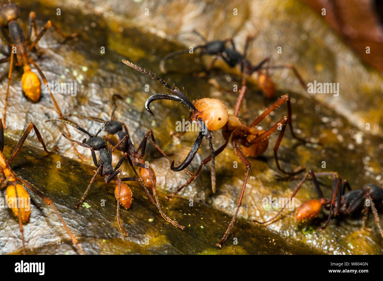 Army ant (Eciton burcellii) soldier surrounded by workers, Panguana Reserve, Huanuco province, Amazon basin, Peru. Stock Photo