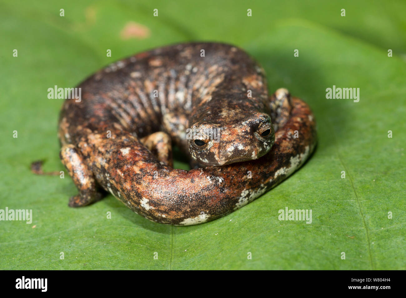 Tree salamander (Bolitoglossa altamazonica) Panguana Reserve, Huanuca province, Amazon basin, Peru. Stock Photo