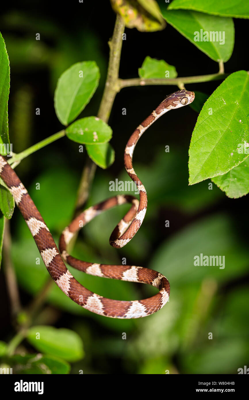 Blunt headed tree snake (Imantodes cenchoas) in rainforest, Panguana Reserve, Huanuco province, Amazon basin, Peru. Stock Photo