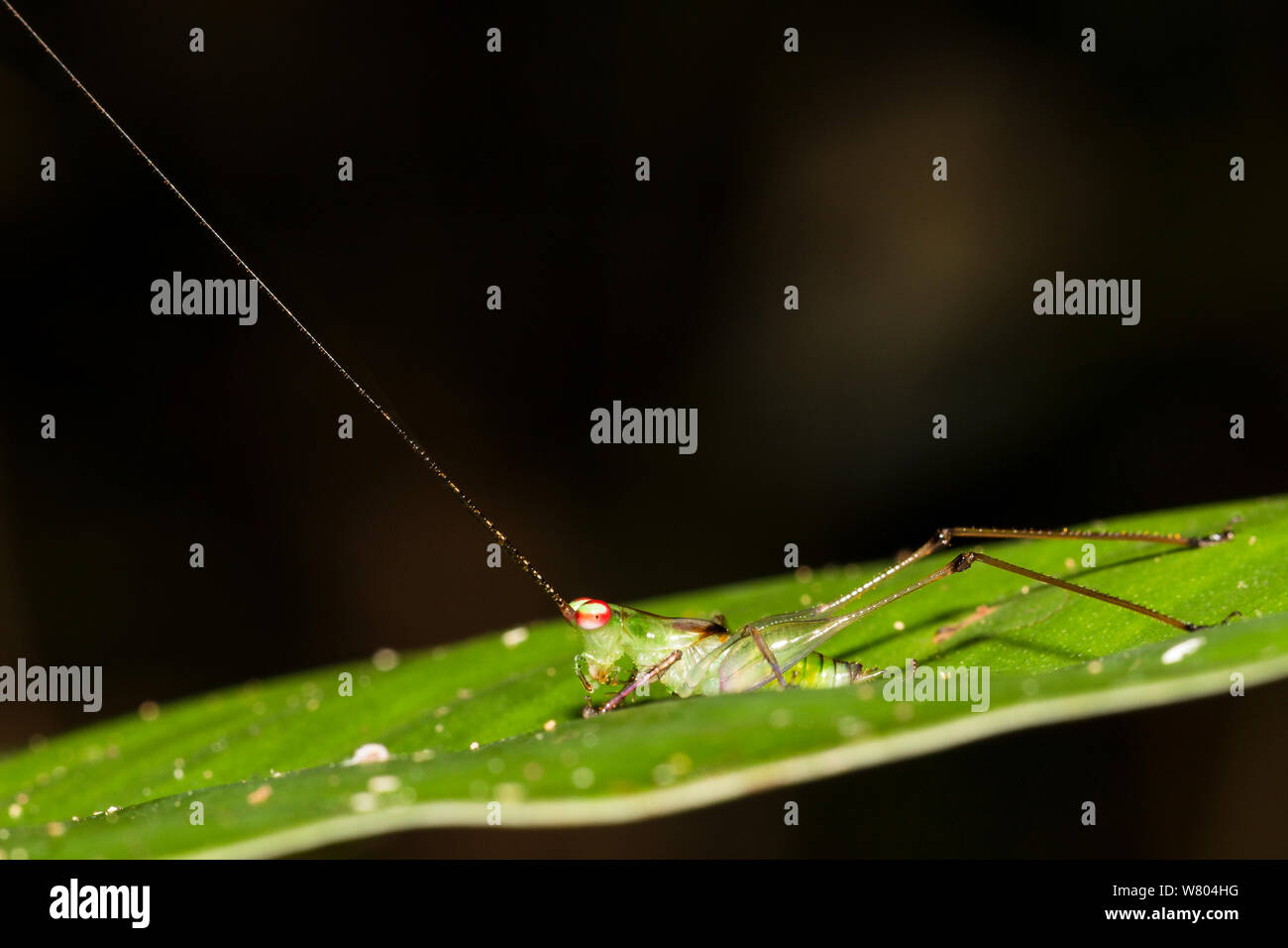 Predatory cricket (Phlugiola amazonia) with long antennae, Panguana Reserve, Huanuca province
