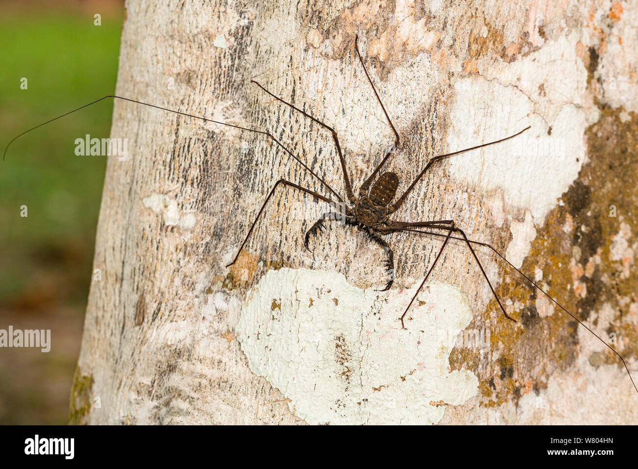 Whip spider (Heterophrynus elaphus) Panguana Reserve, Huanuco province, Amazon basin, Peru. Stock Photo