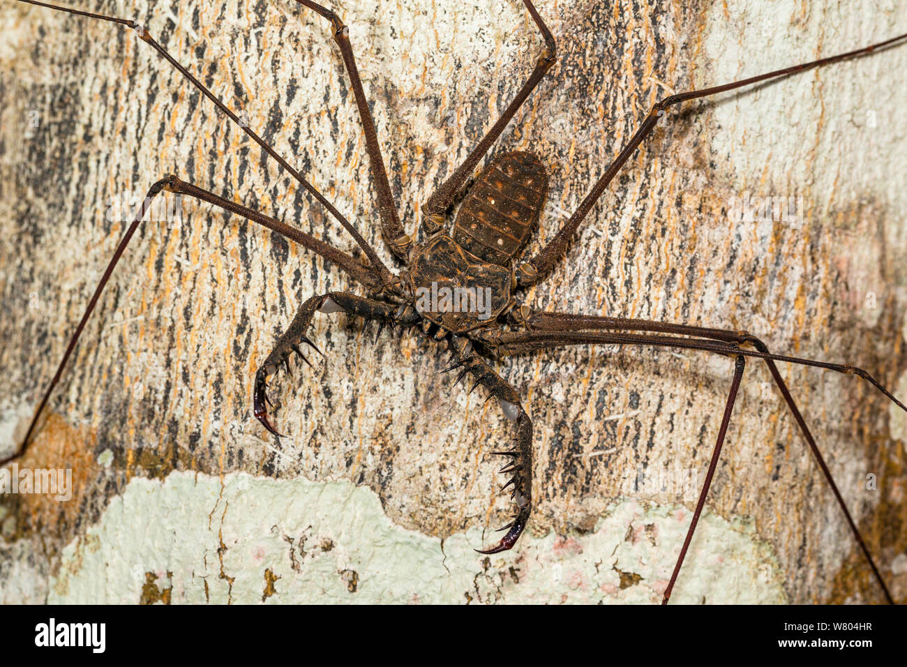 Amazon Rainforest Spiders