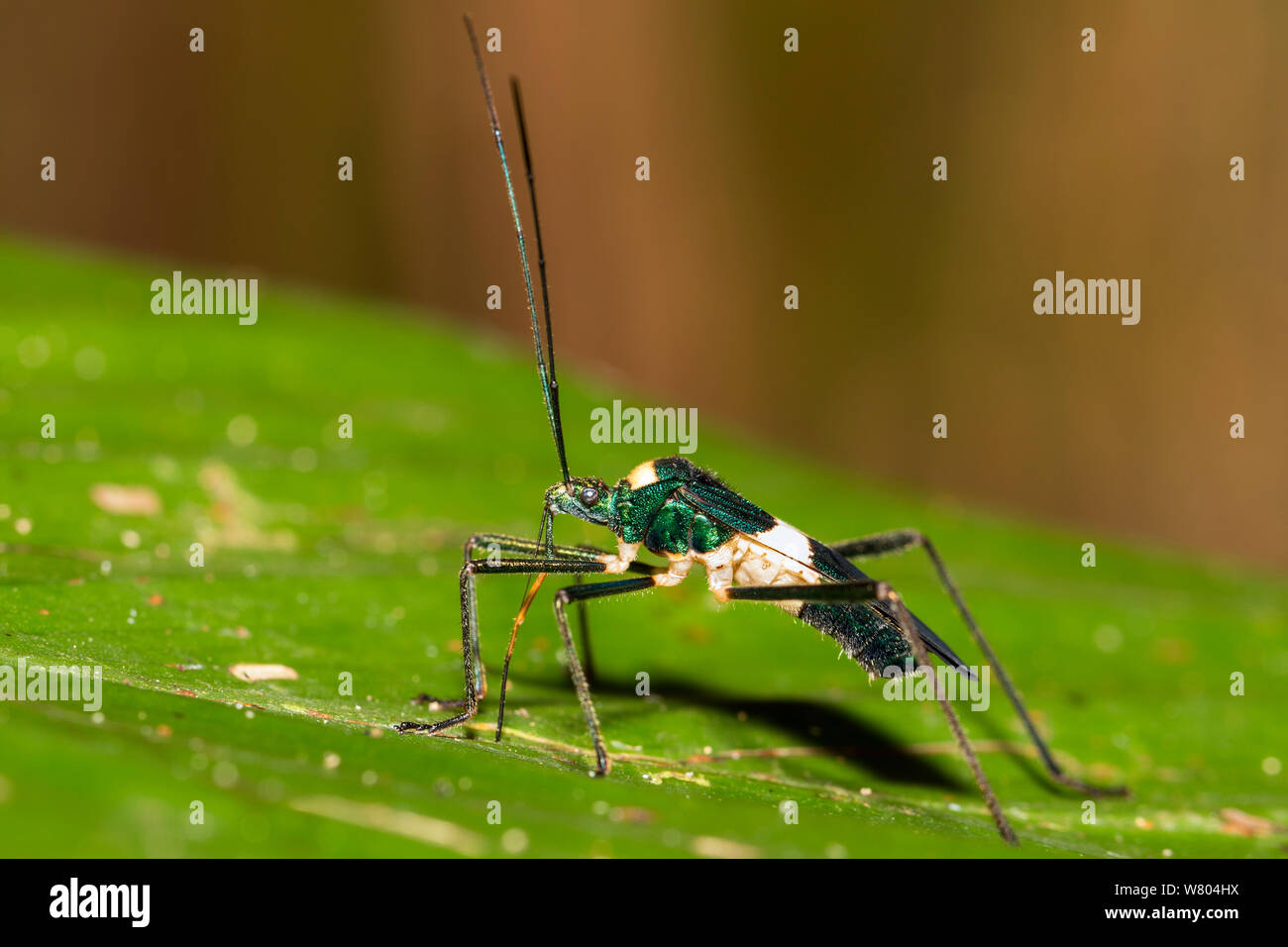 Bug (Nematopus sp) rainforest, Panguana Reserve, Huanuco province, Amazon basin, Peru. Stock Photo