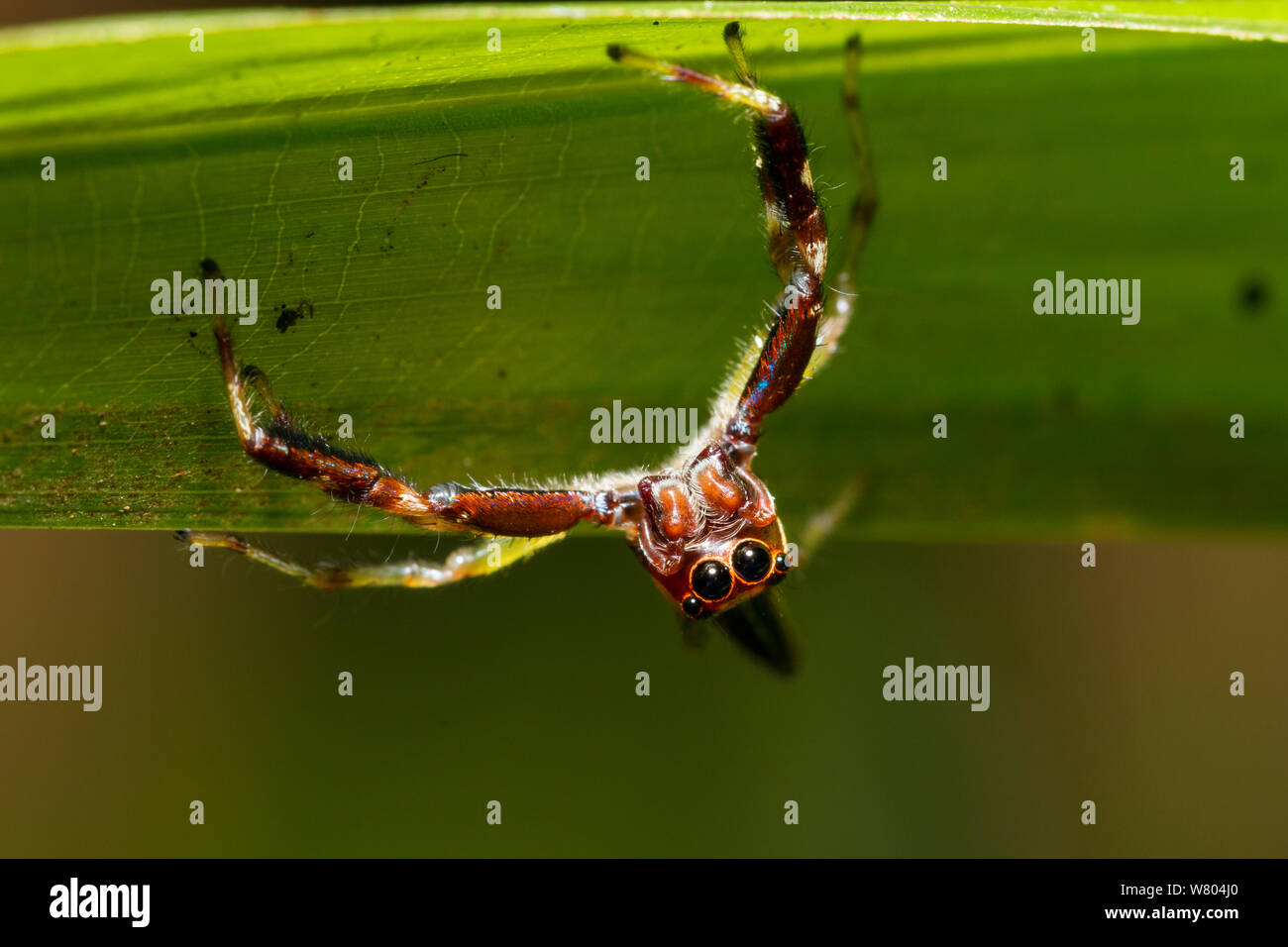 Jumping spider (Salticidae) Panguana Reserve, Huanuco province, Amazon basin, Peru. Stock Photo