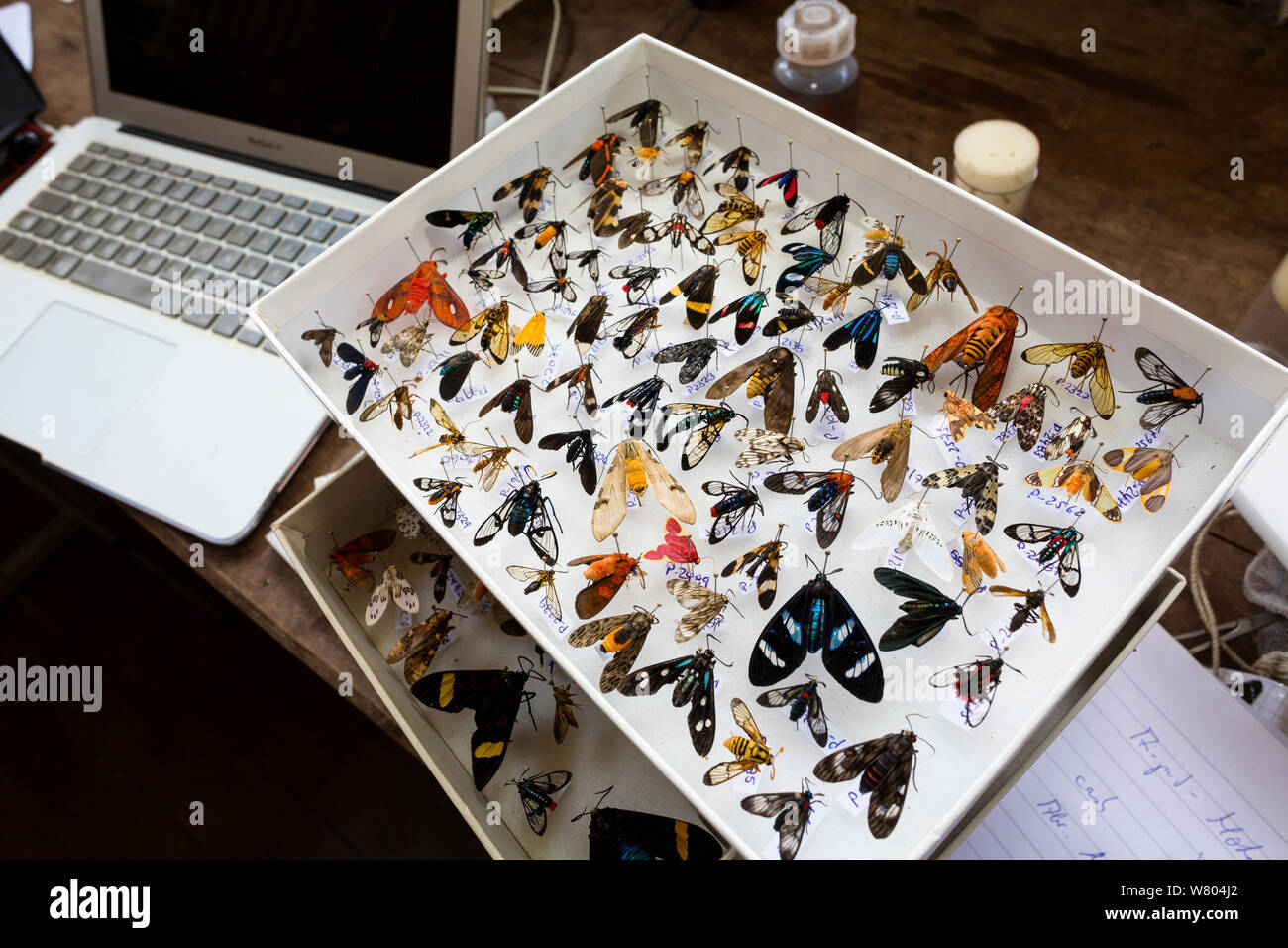 Scientific butterfly collection at research centre, Panguana Reserve, tropical rainforest, Huanuco province, Amazon basin, Peru. Stock Photo