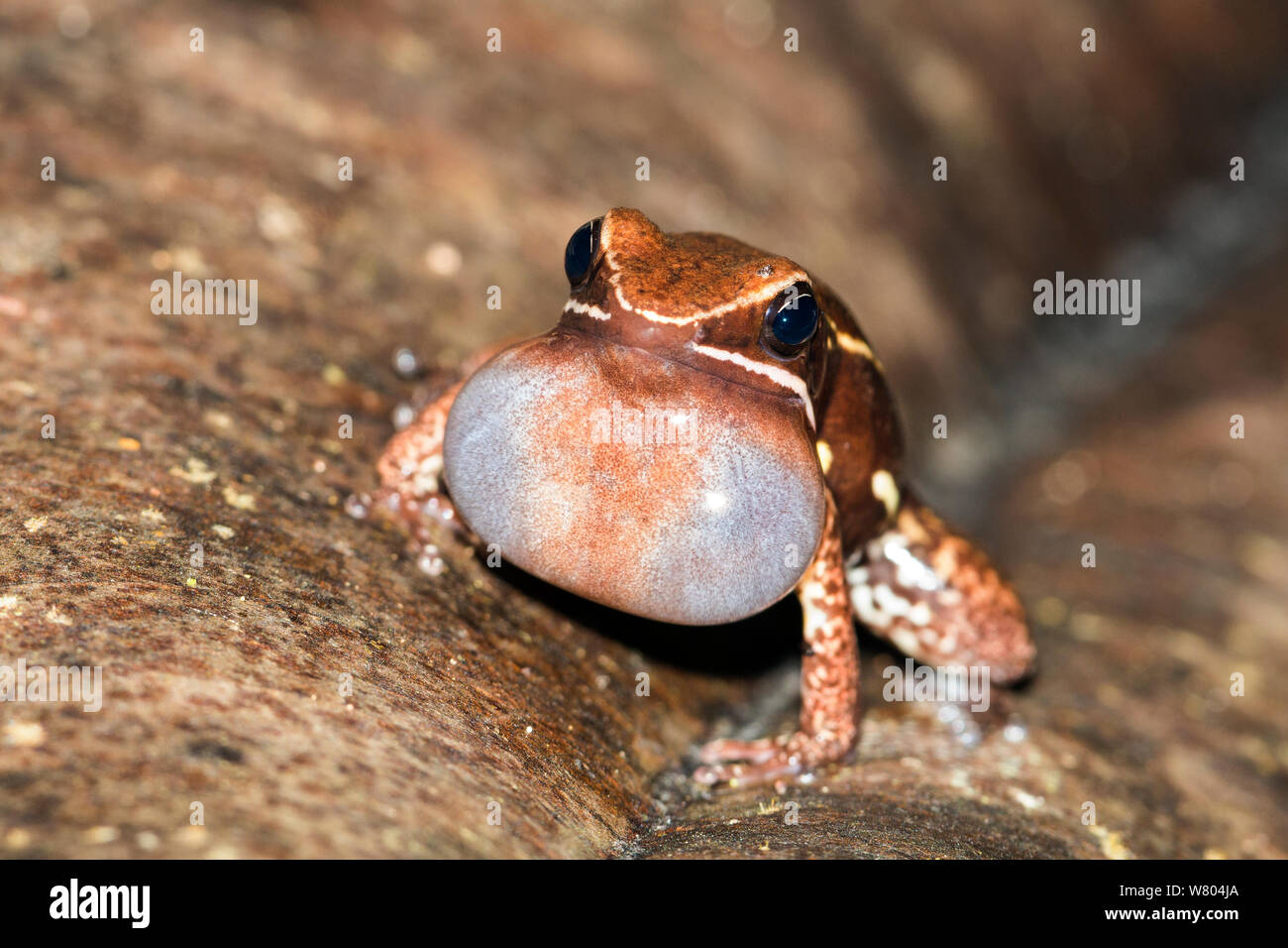 Brilliant thighed poison frog (Allobates femoralis) calling, with vocal pouch inflated. Panguana Reserve, Huanuco province, Amazon basin, Peru. Stock Photo