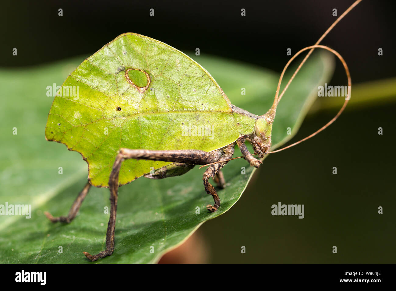 Leaf mimic katydid (Tettigoniidae) grooming antennae, Panguana Reserve, Huanuca province, Amazon basin, Peru. Stock Photo