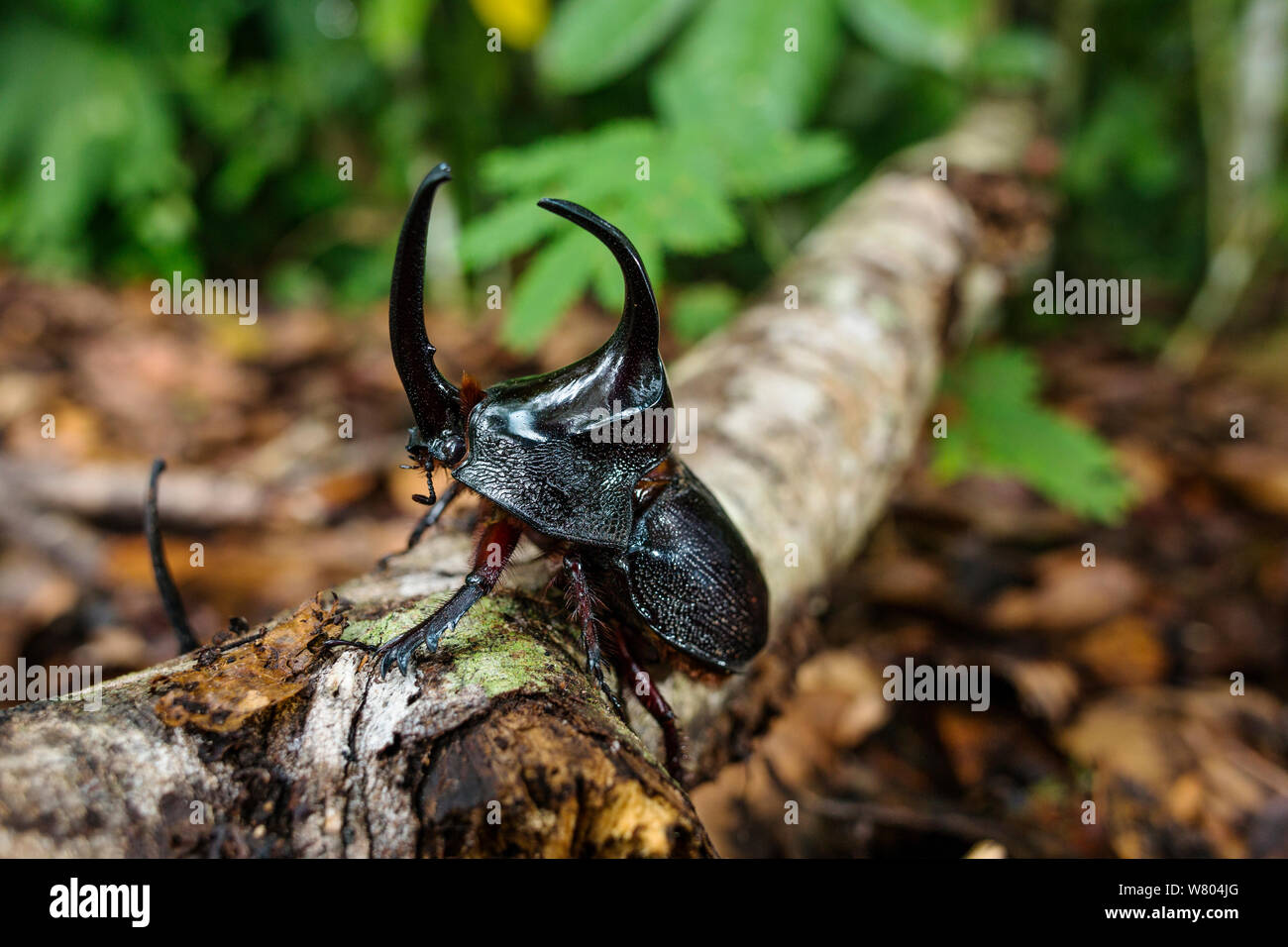 Rhinoceros beetle (Dynastinae) in rainforest, Panguana Reserve, Huanuco province, Amazon basin, Peru. Stock Photo