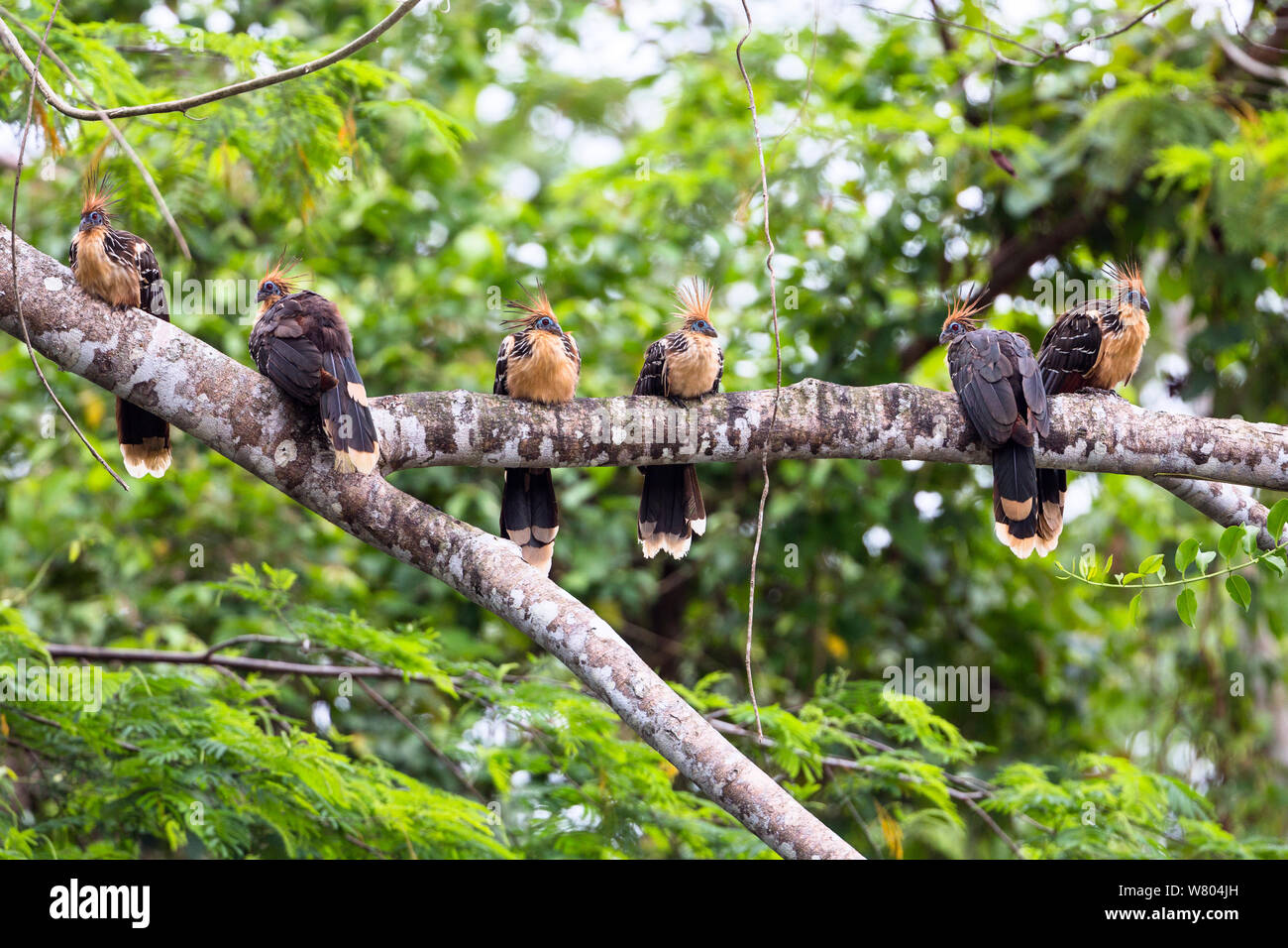 Hoatzins (Opisthocomus hoazin) group perched on branch, rainforest, Panguana Reserve, Peru. Stock Photo
