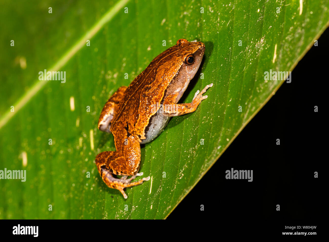 Sheep frog hi-res stock photography and images - Alamy