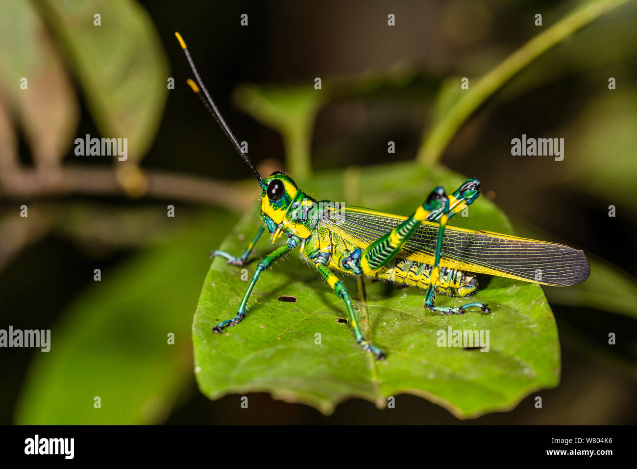 Painted (Chromacris) Panguana Reserve, Huanuca province