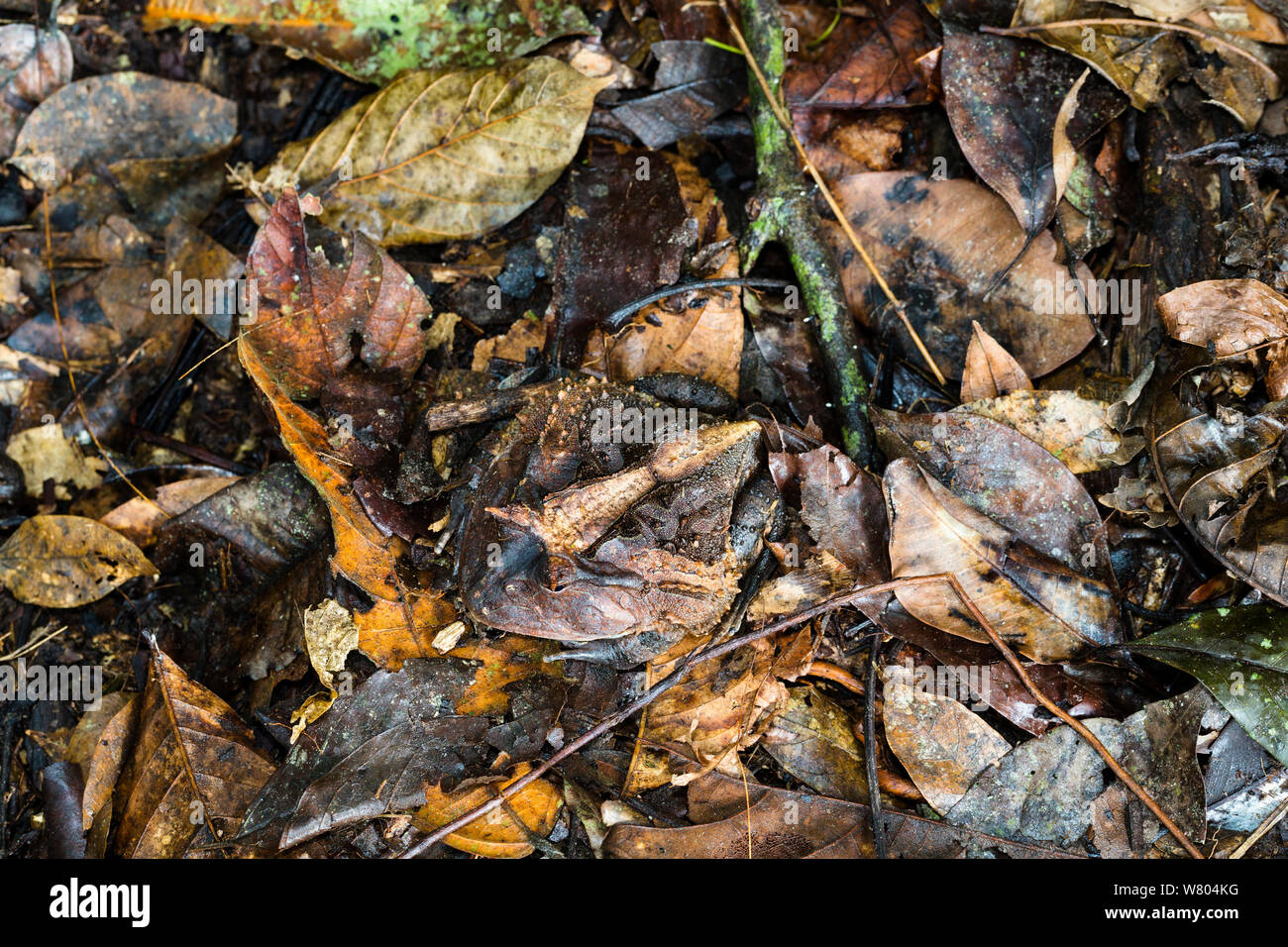 Amazonian horned frog (Ceratophrys cornuta) camouflaged on rainforest floor, Panguana Reserve, Huanuca province, Amazon basin, Peru. Stock Photo