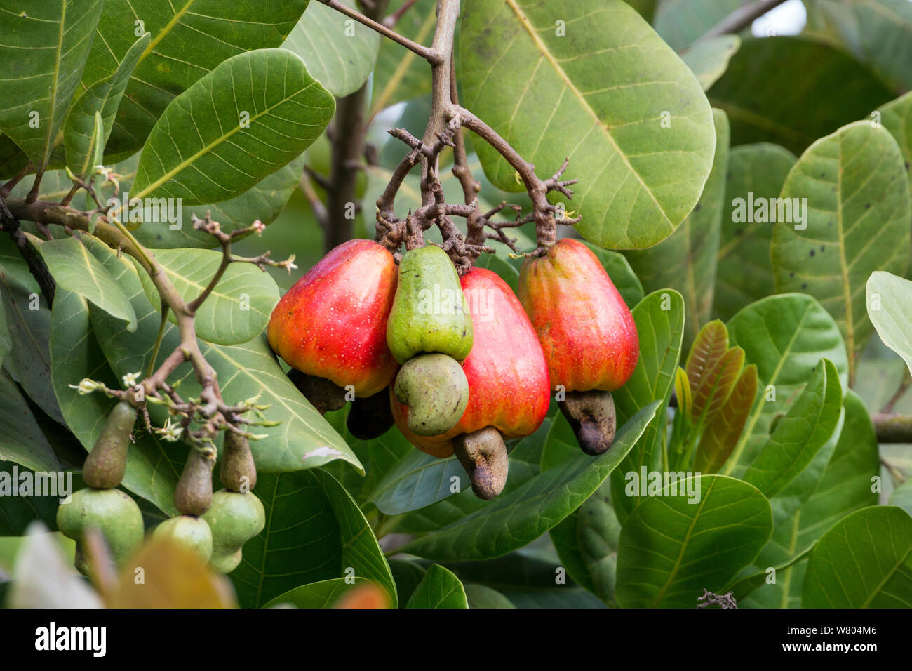 Cashew apple (Anacardium occidentale) ripening on tree with nuts at the bottom of the fruit, Peru. Stock Photo