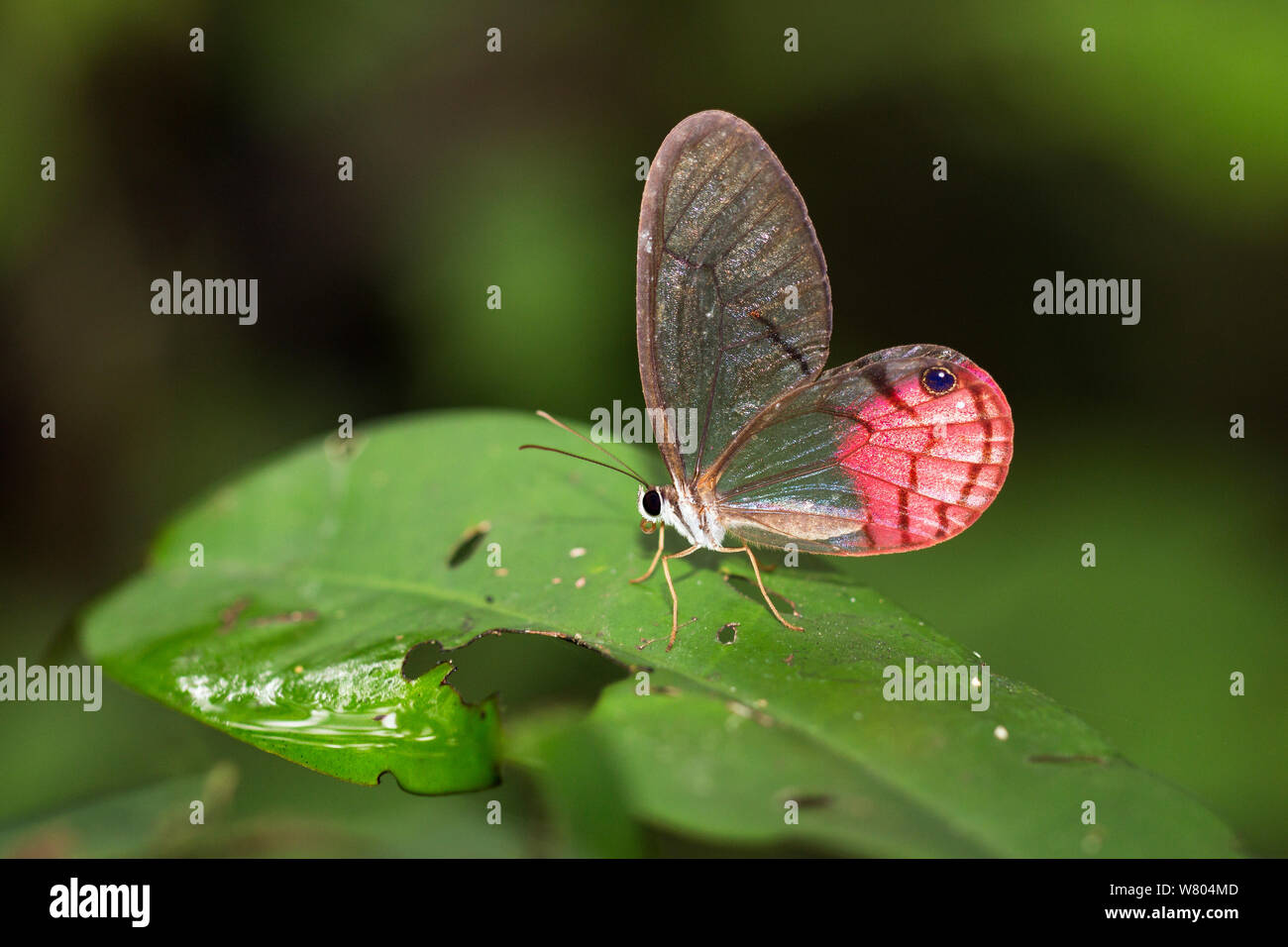 Transparent Phantom butterfly (Cithaerias pireta) Panguana Reserve, Huanuca province, Amazon basin, Peru. Stock Photo
