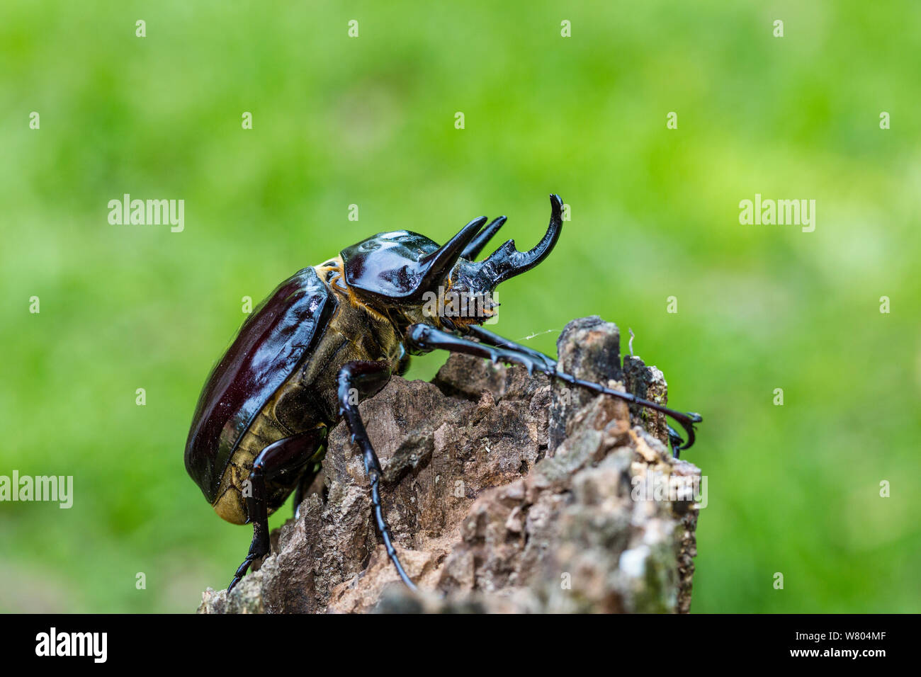 Rhinoceros beetle (Megasoma actaeon) male, Panguana Reserve, Huanuco province, Amazon basin, Peru. Stock Photo