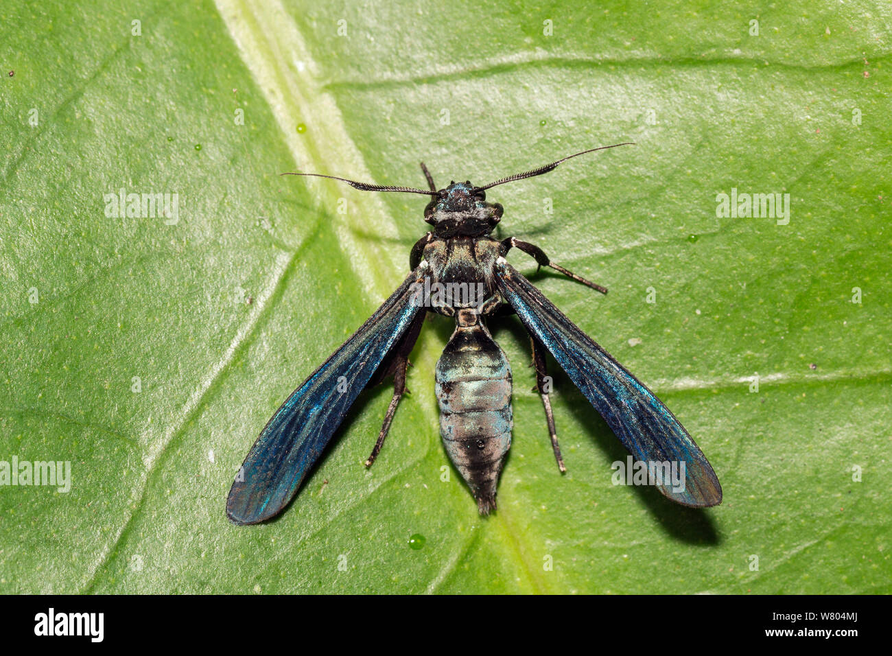 Wasp mimic moth (Erebidae) Huanuco province, Amazon basin, Peru. Stock Photo