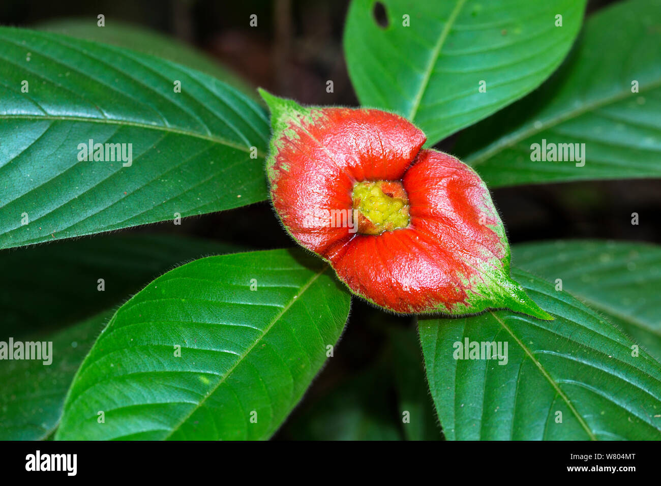 Sore mouth flowers (Cephaelis tomentosa) Panguana Reserve, Huanuco Province, Amazon Basin, Peru. Stock Photo