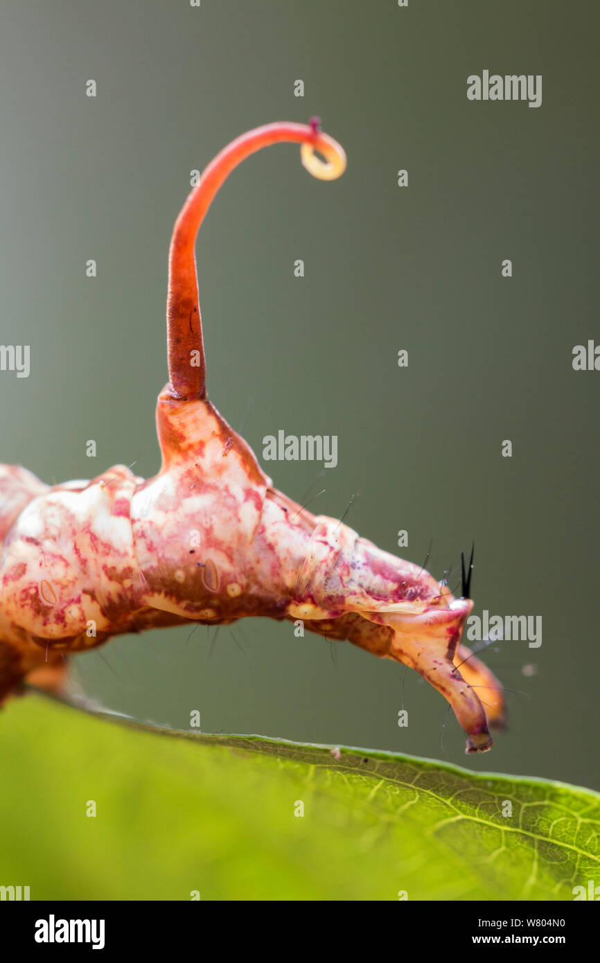Amazon rainforest caterpillar hires stock photography and images Alamy