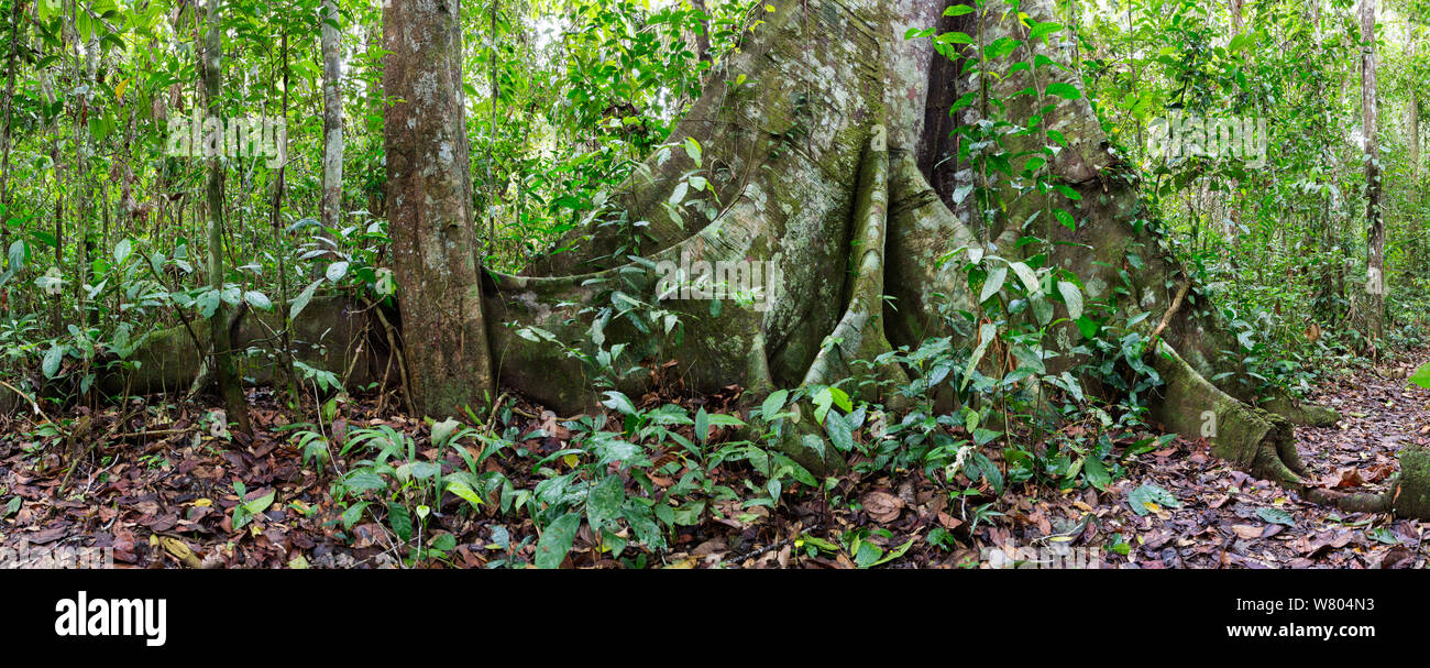 Rainforest tree with buttress roots in lowland rainforest, Panguana Reserve, Huanuco province, Amazon basin, Peru. Stock Photo