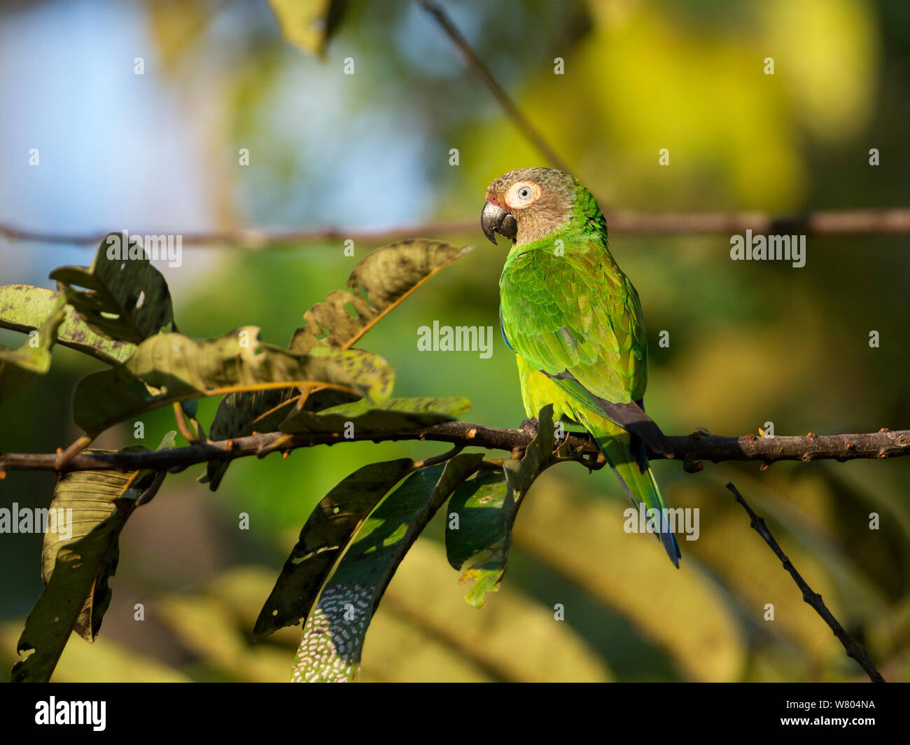 Birds of peru hi-res stock photography and images - Page 20 - Alamy