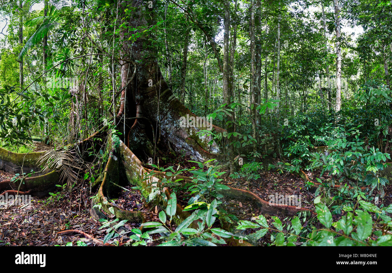 Rainforest tree with buttress roots, in lowland rainforest, Panguana