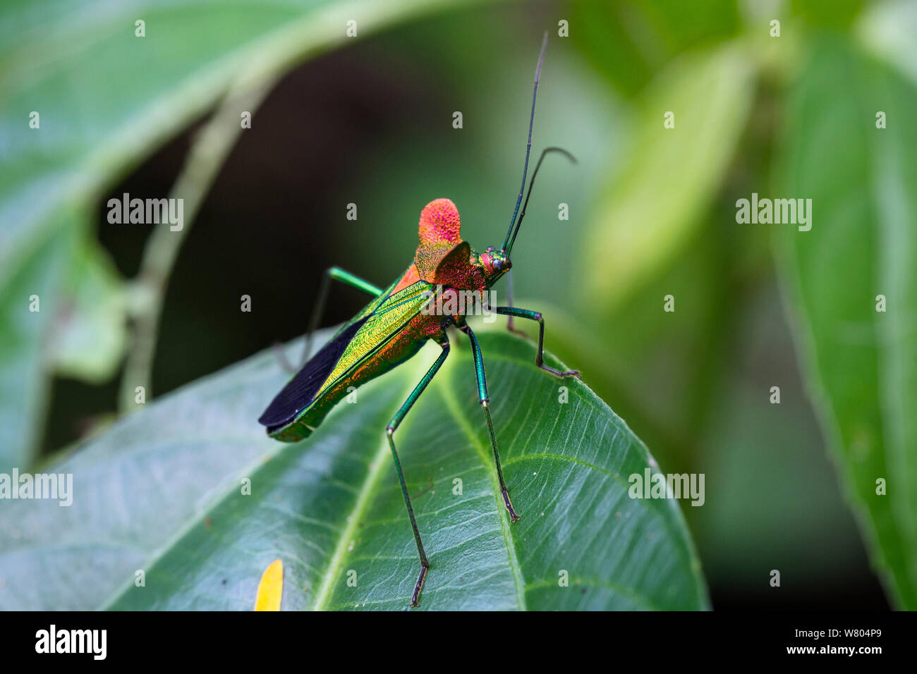 Bug (Sundarus sp). Panguana Reserve, Huanuco province, Amazon basin, Peru. Stock Photo
