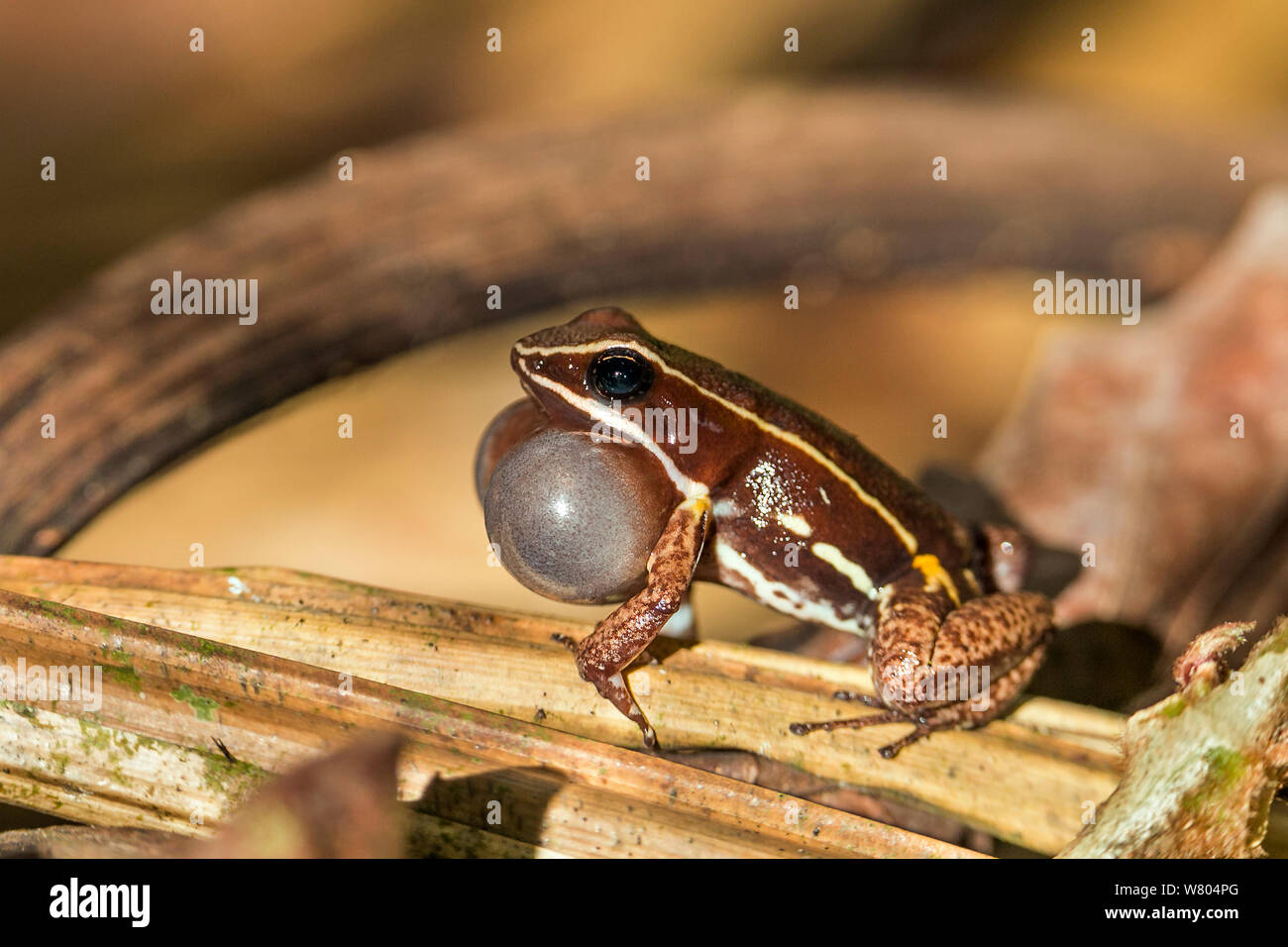 Brilliant-thighed poison frog (Allobates femoralis) calling with vocal sac inflated. Panguana Reserve, Huanuco province, Amazon basin, Peru. Stock Photo