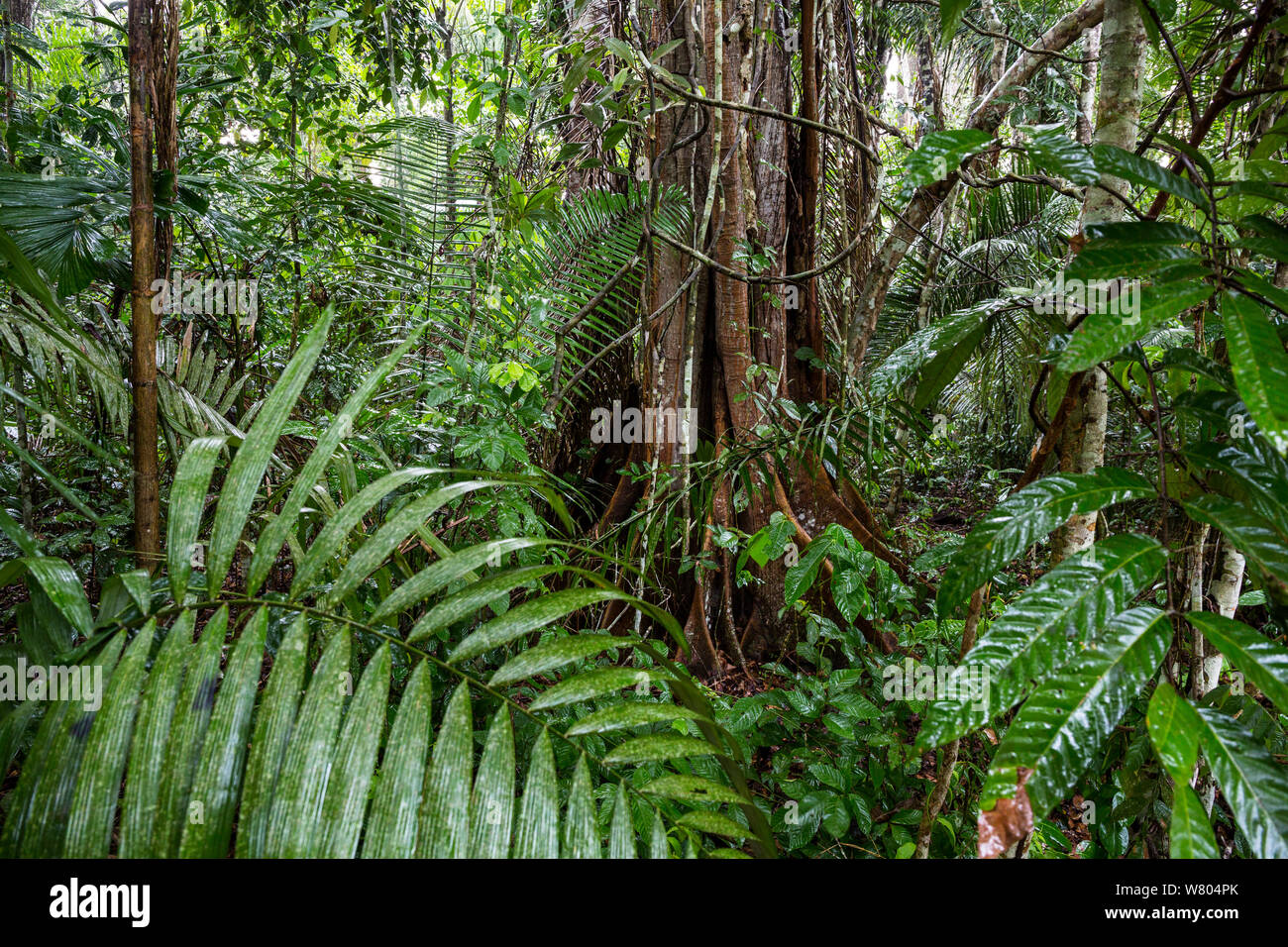 Rainforest tree with buttress roots, during rainfall, Lowland rainforest, Panguana Reserve, Huanuco province, Amazon basin, Peru. Stock Photo