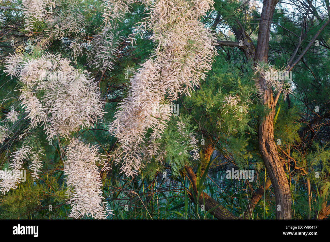 Tamarisk tree (Tamarix boveana) flower, Sebes Natural Reserve,  Tarragona. Catalonia. Spain, May. Stock Photo
