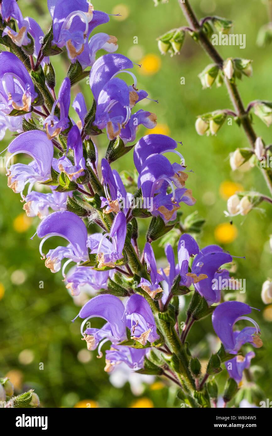 Sage (Salvia barrelieri) flowers, Spain. June. Stock Photo